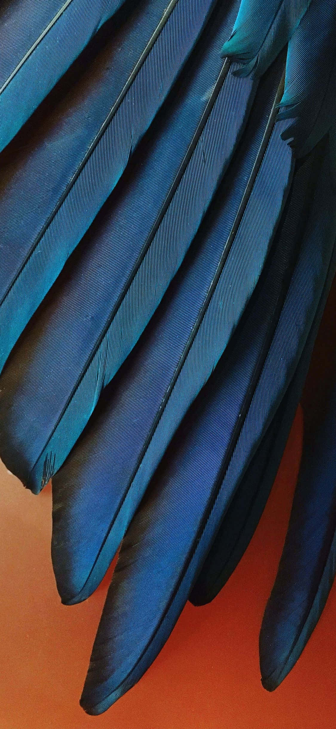 iPhone Xr Stock Teal Blå Fjer Wallpapers