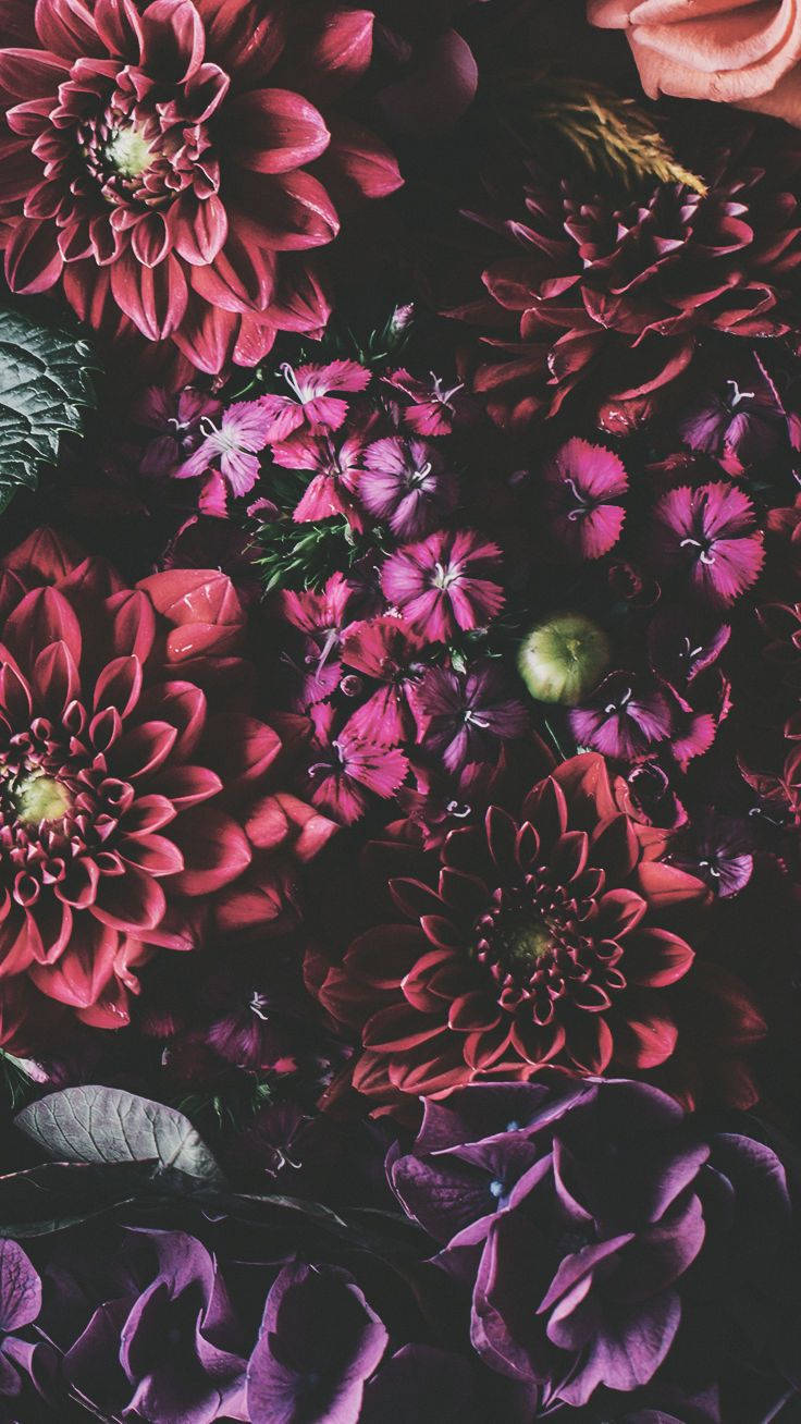 iPhone Xs Blomster Wallpapers