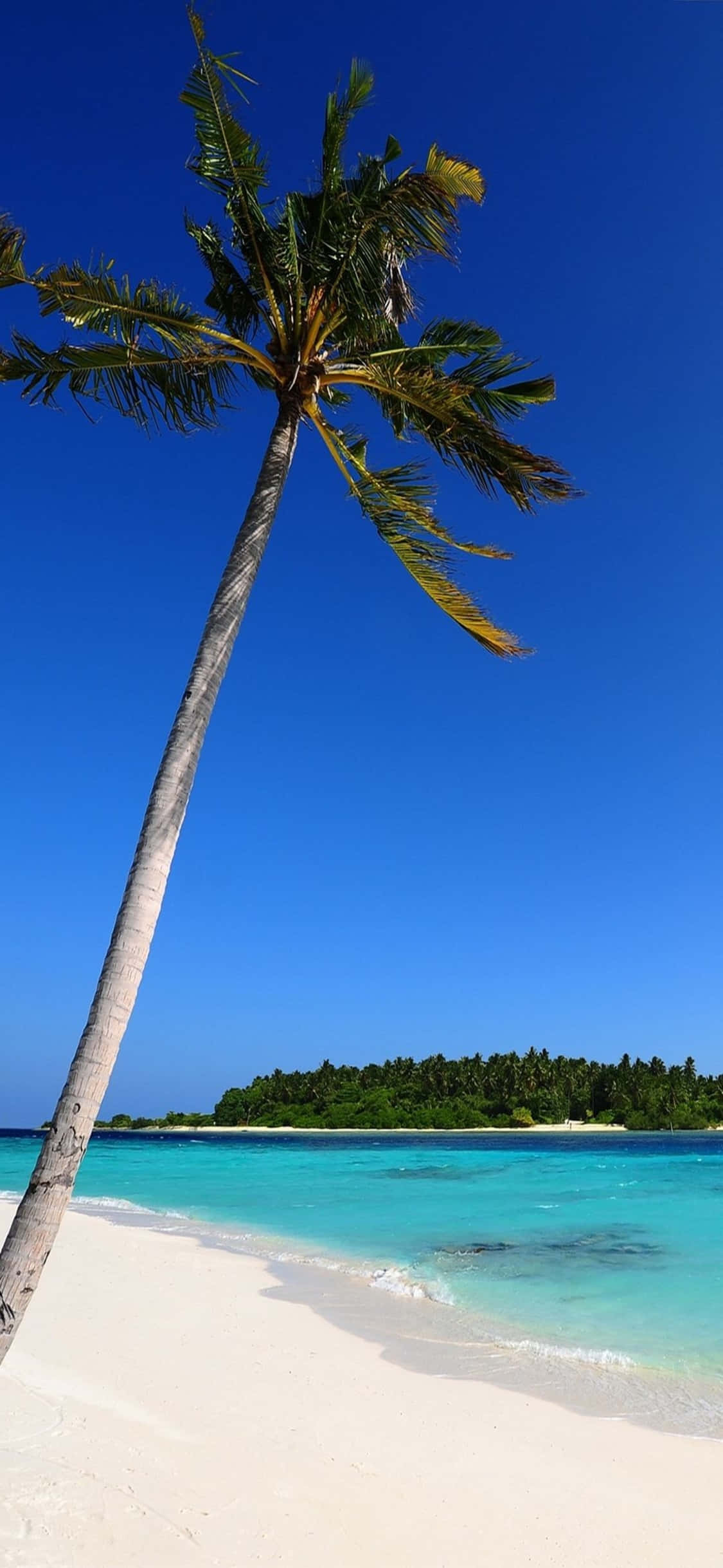 iPhone XS Enlig palmetræ strandbaggrund Wallpapers