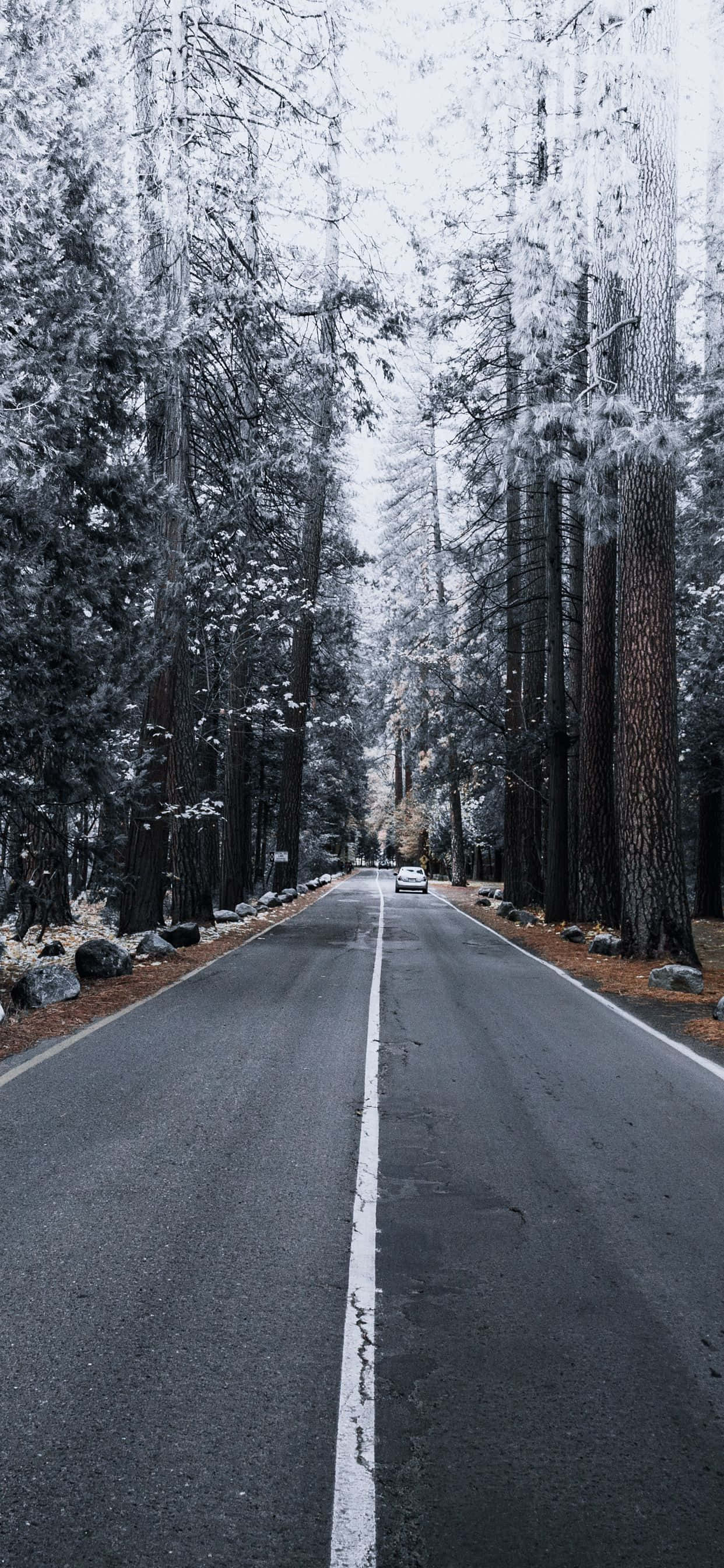 iPhone Xs Max Apple baggrund fyrretræer sne Wallpapers
