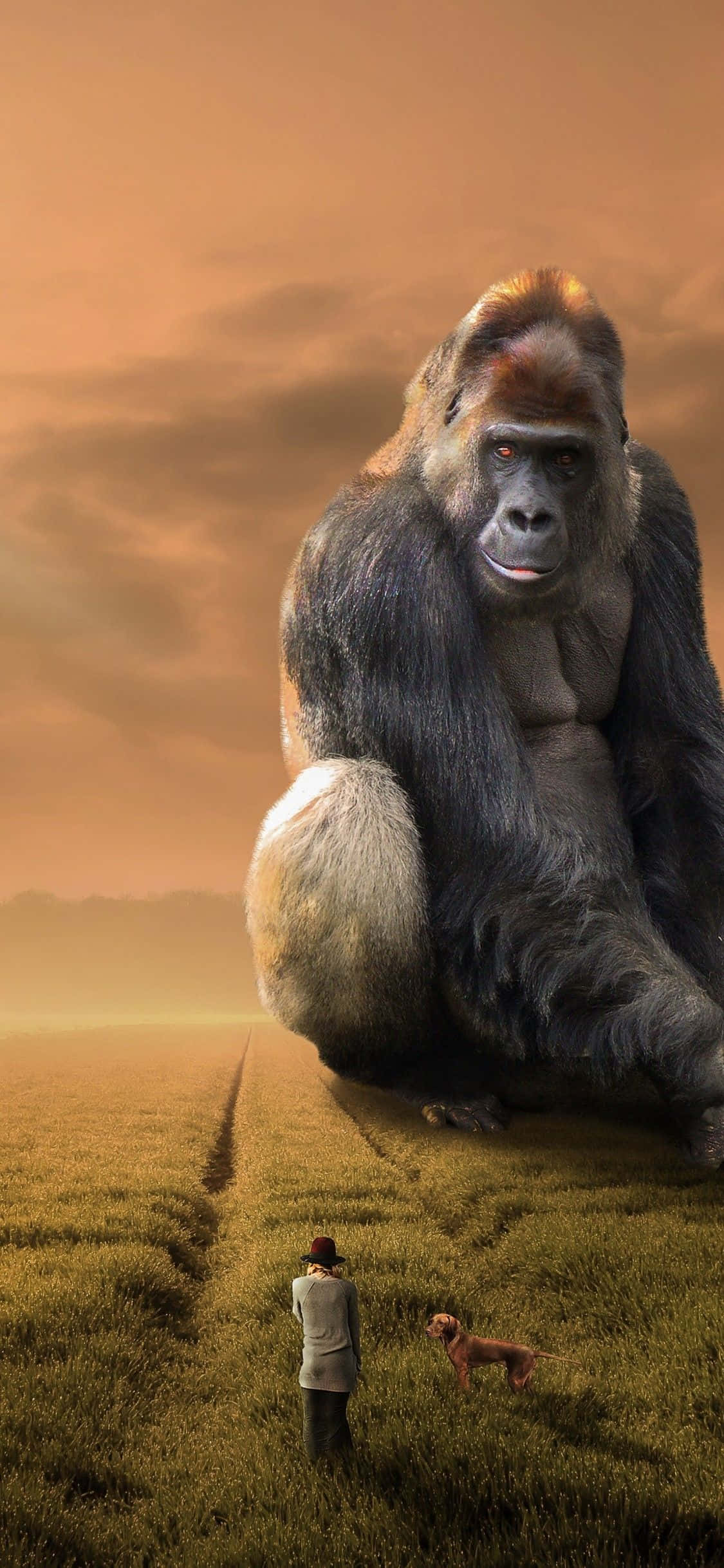 iPhone Xs Max Gorilla Baggrund Gigantisk Menneskeabe Wallpapers