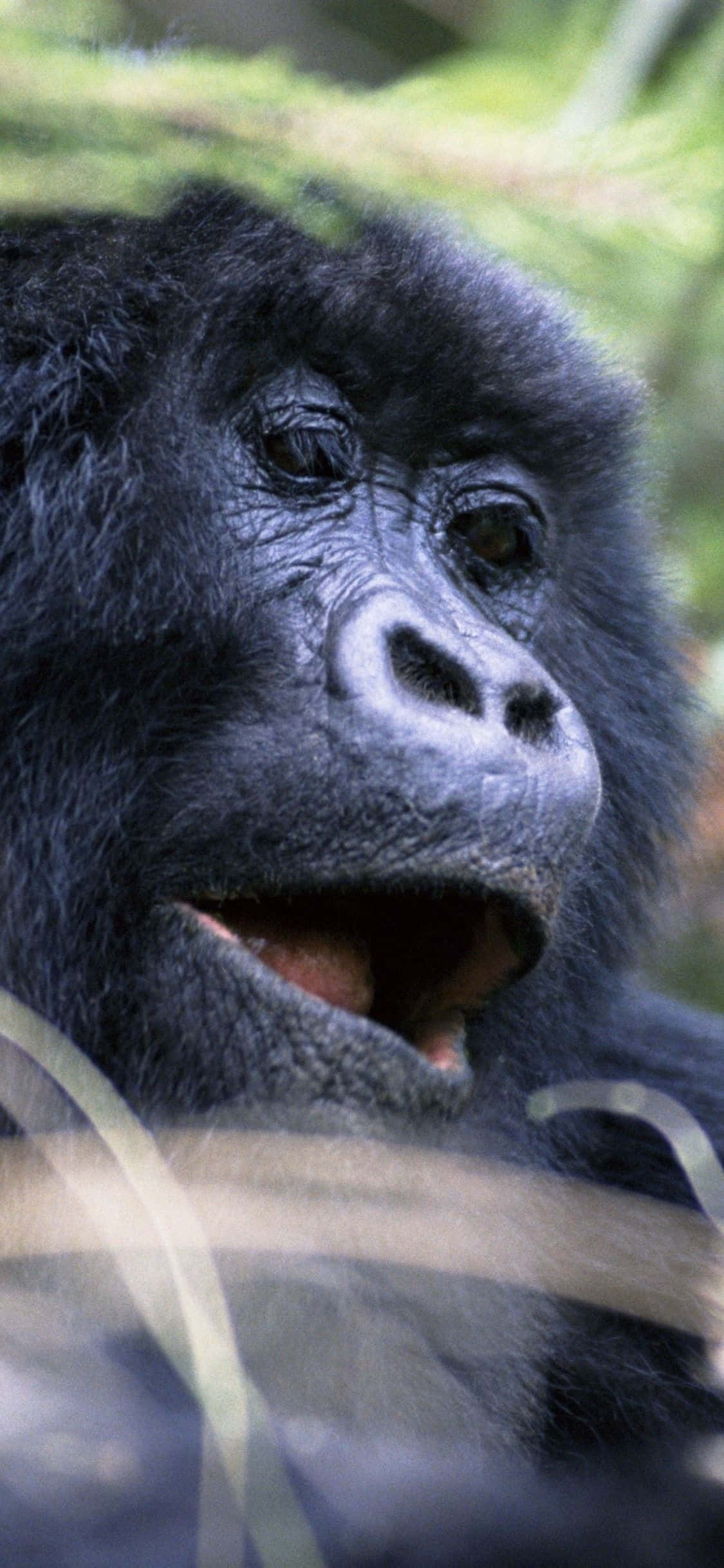 iPhone Xs Max Gorilla Baggrund Portrætfotografi Wallpapers