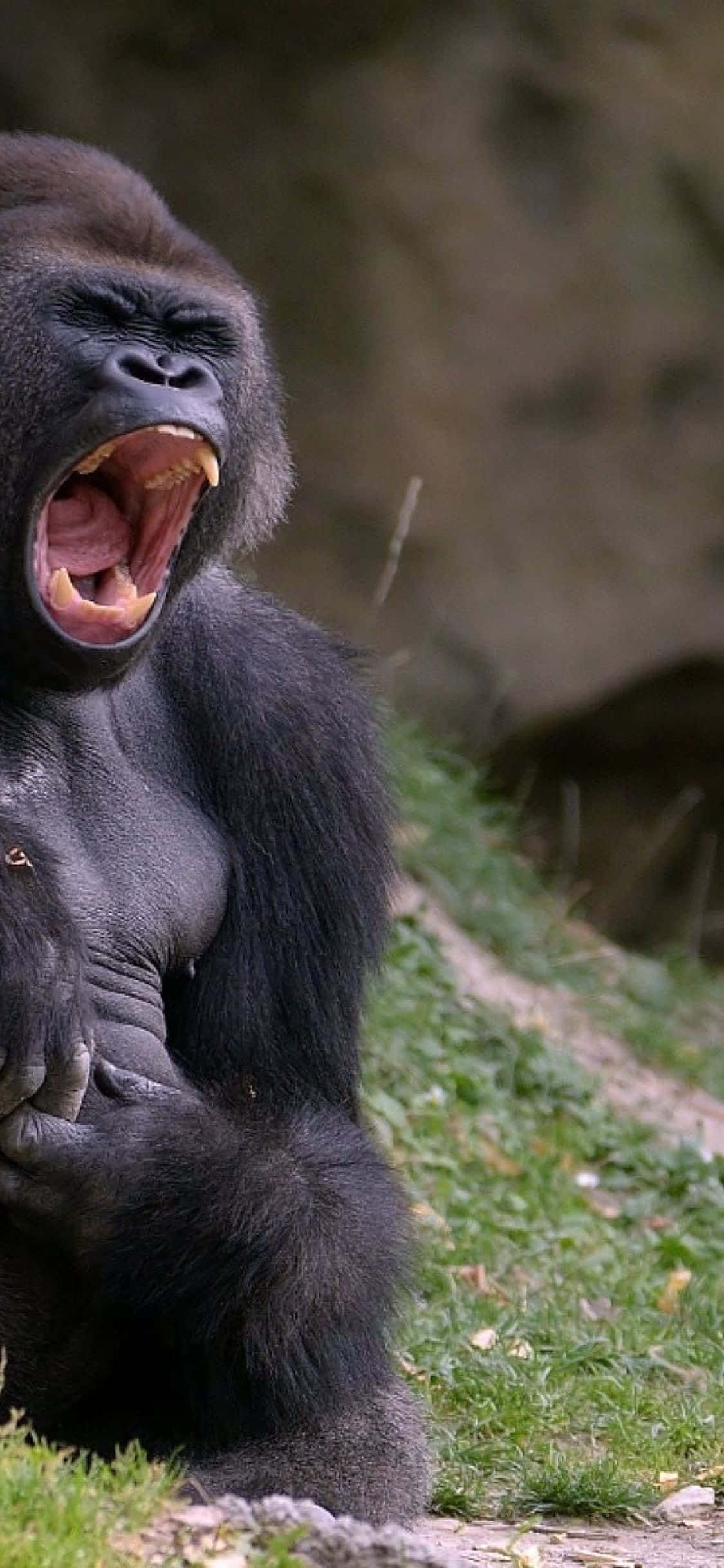 iPhone Xs Max Gorilla Baggrund Raging Roar Wallpapers