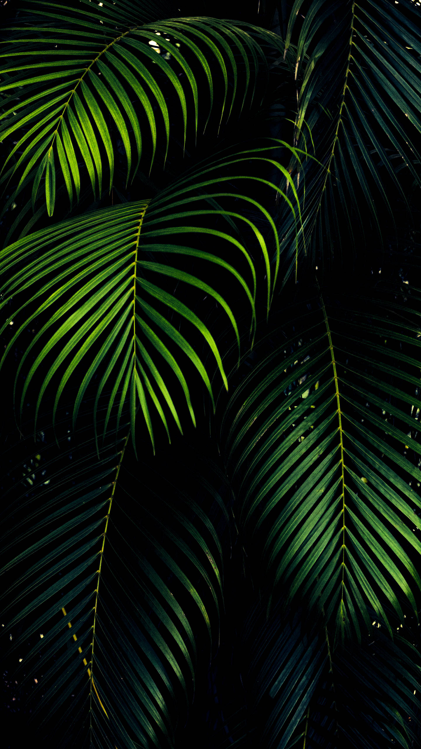 iPhone XS Max OLED 3D Palmeblade Wallpapers