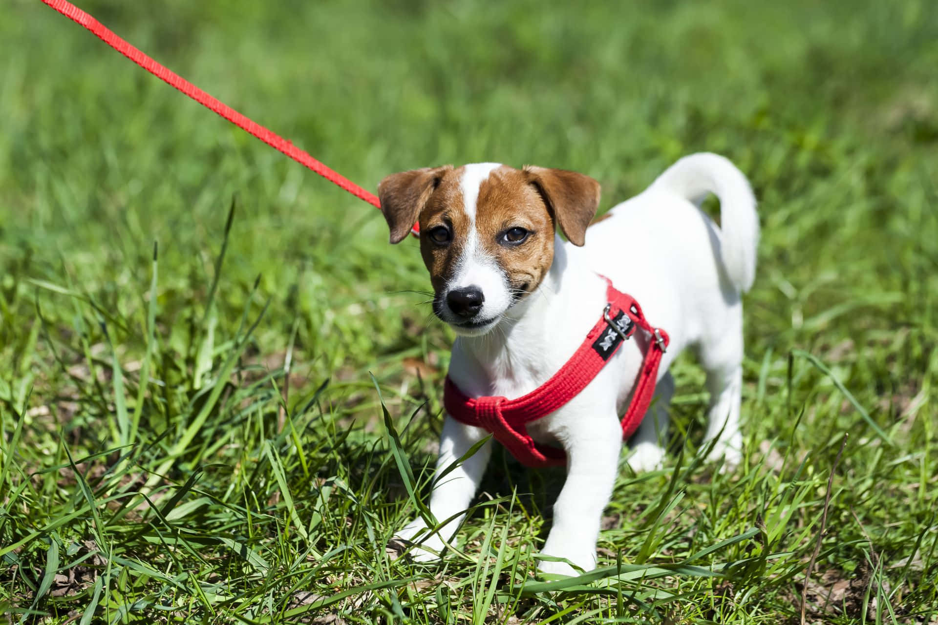 Jack Russell Terrier lille hund i sele billede Wallpapers