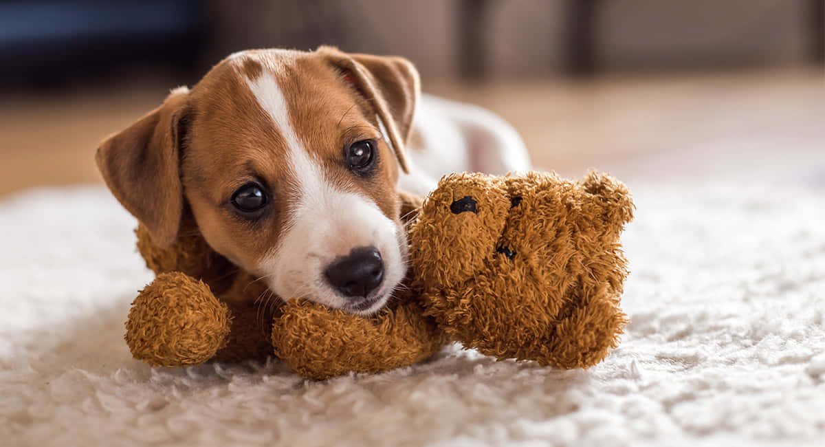 Jack Russell Terrier lille hund med bamse billede Wallpapers