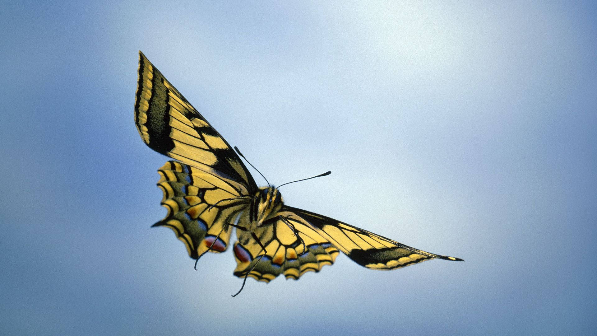 Jagten på sommerfugledrømme Wallpapers