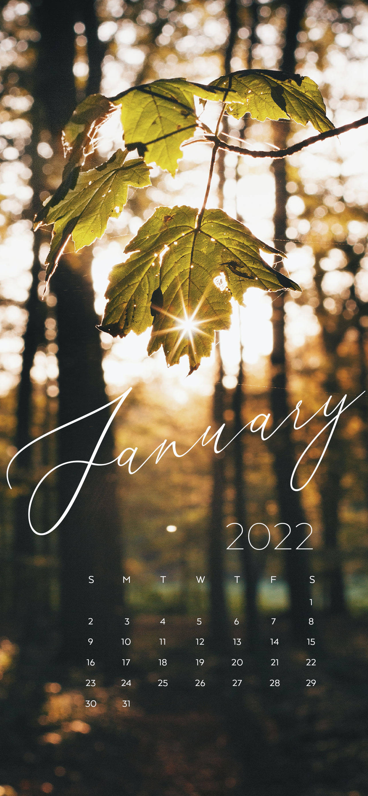 Januar 2022 morgensol Wallpapers
