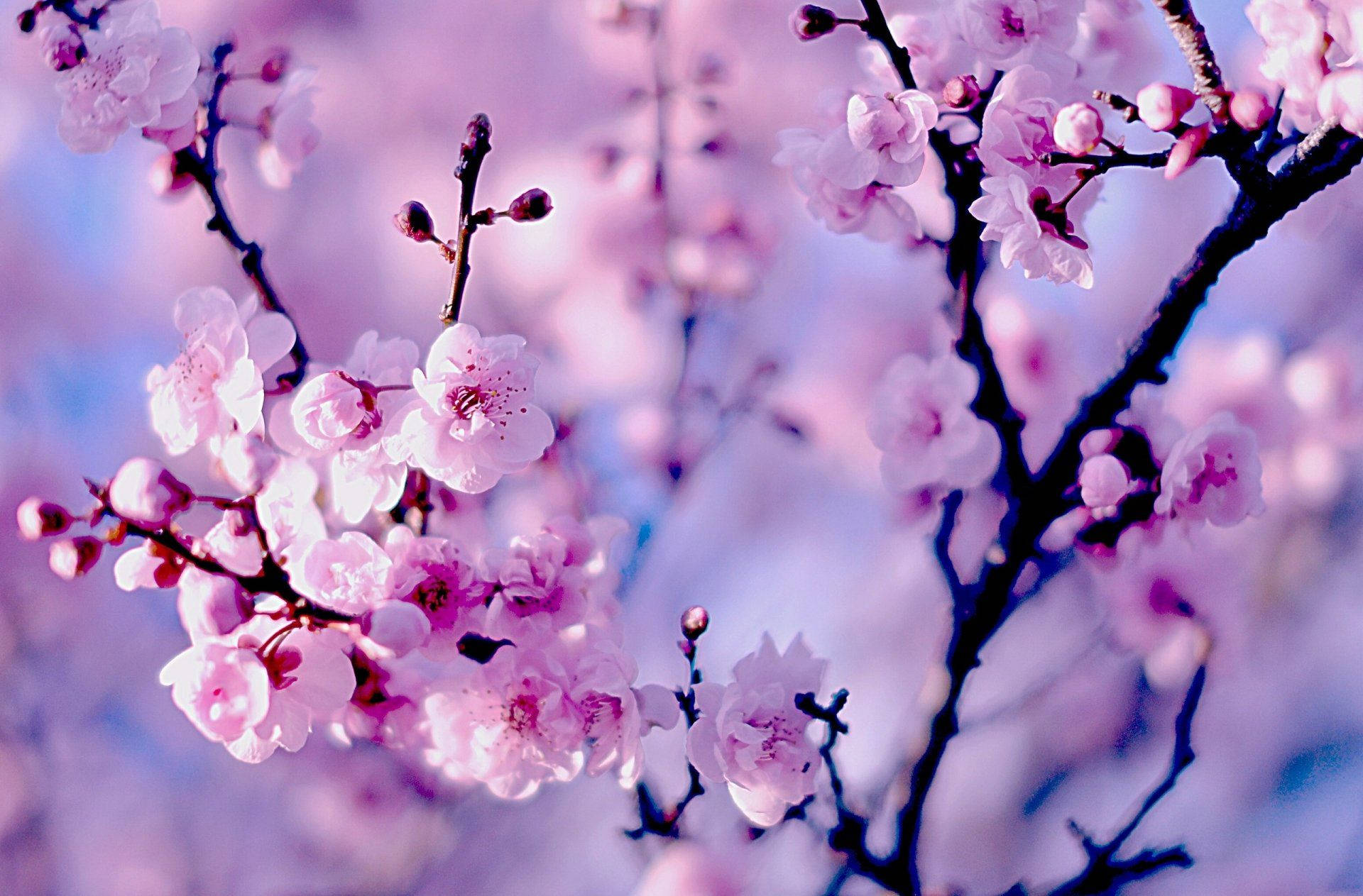 Japanske Kirsebærblomster Wallpapers