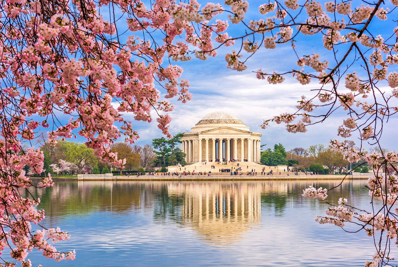 Jefferson Memorial Pinke Kirsebærblomster Wallpapers
