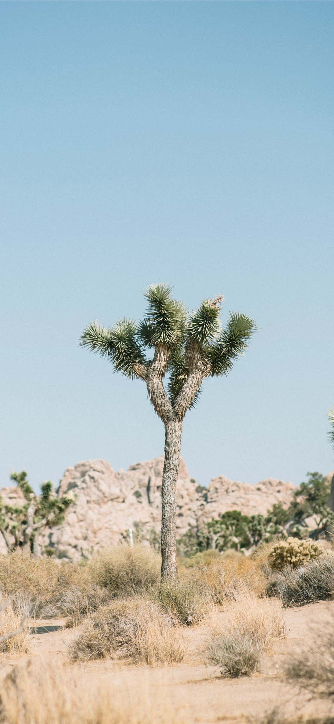 Joshua Tree Solo Billeder Wallpapers