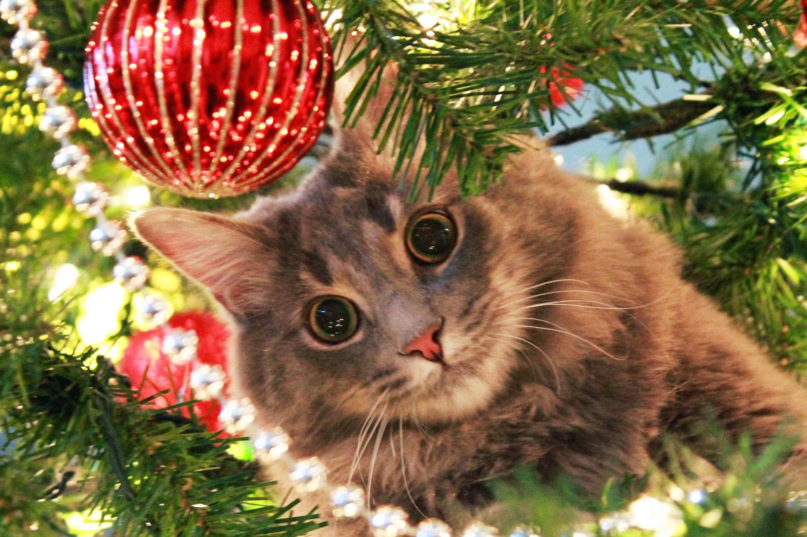Julebillede af en fluffy kat Wallpapers