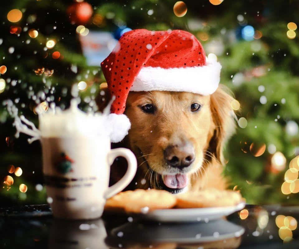 Julehund med småkager og æggesnaps Wallpapers