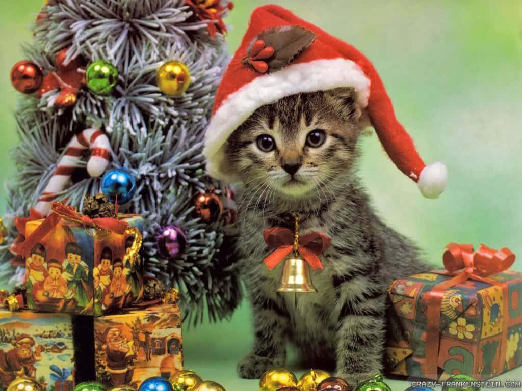 Julekat bedste billede Wallpapers