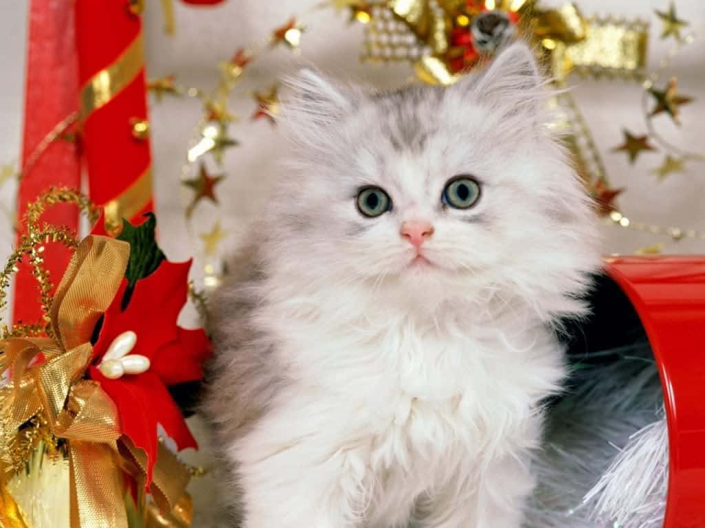 Julekat Opfører Sig Pænt Billede Wallpapers