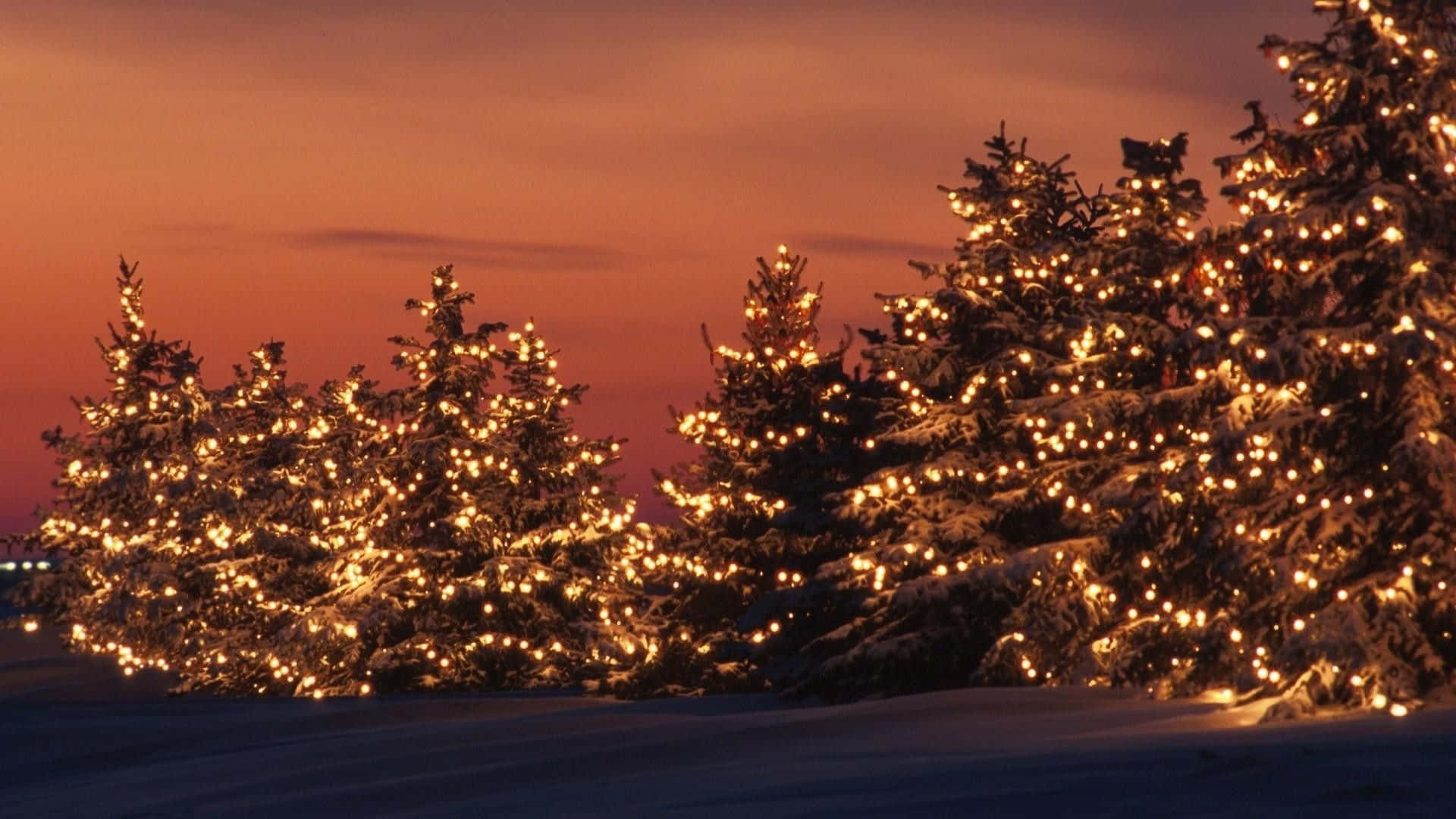 Juletræer med julelys under solnedgang Wallpapers