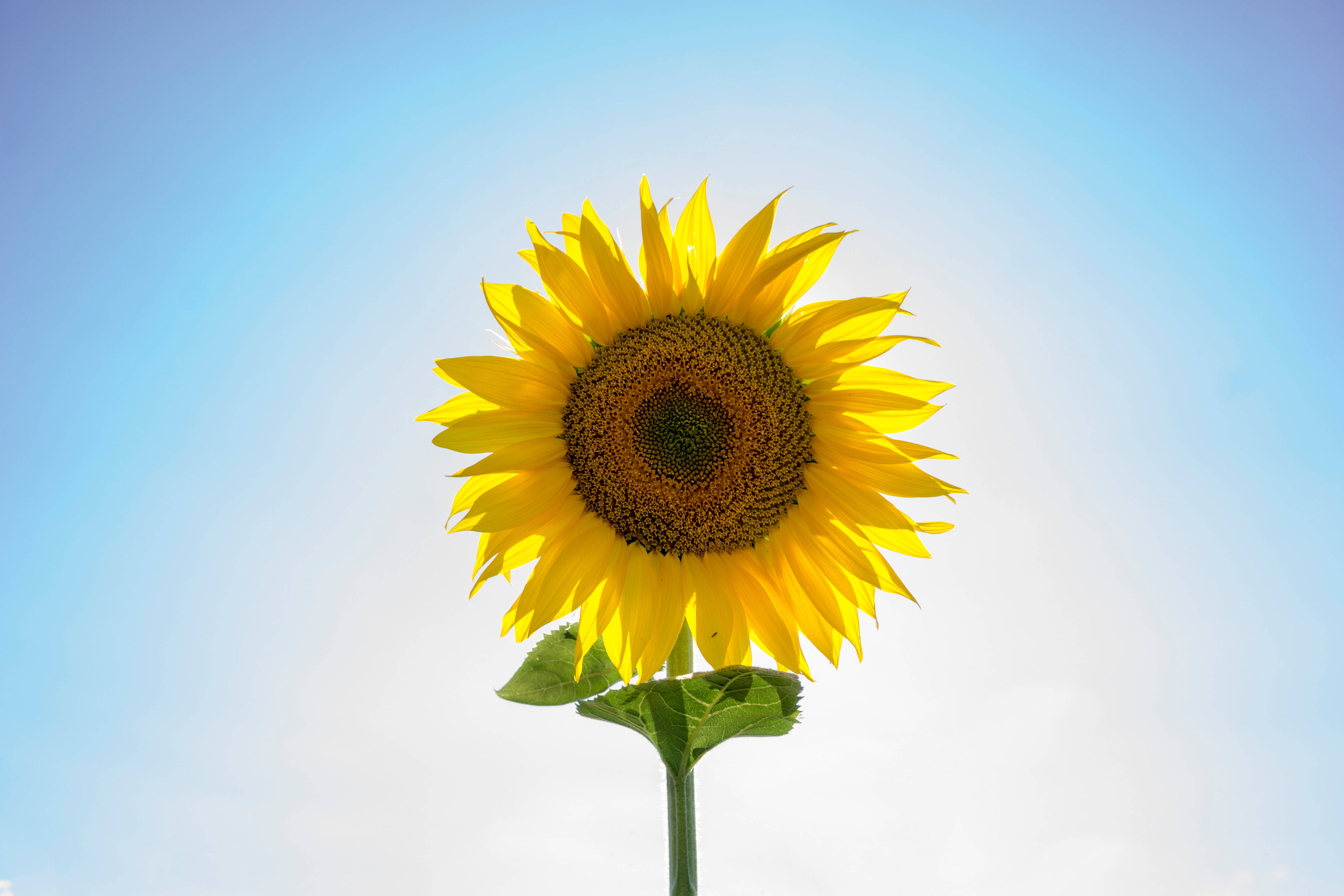 Kæmpe solsikke på en solskinsdag Wallpapers