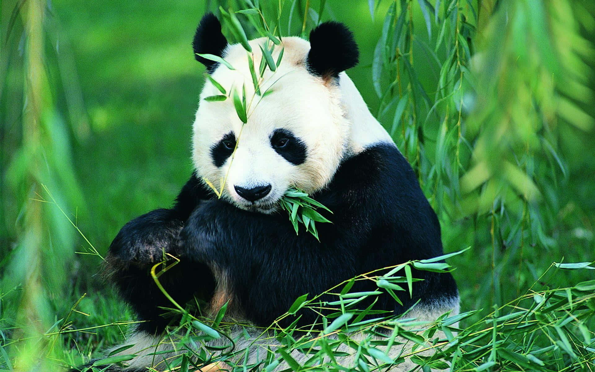 Kæmpepanda spiser blade — Panda Wallpapers