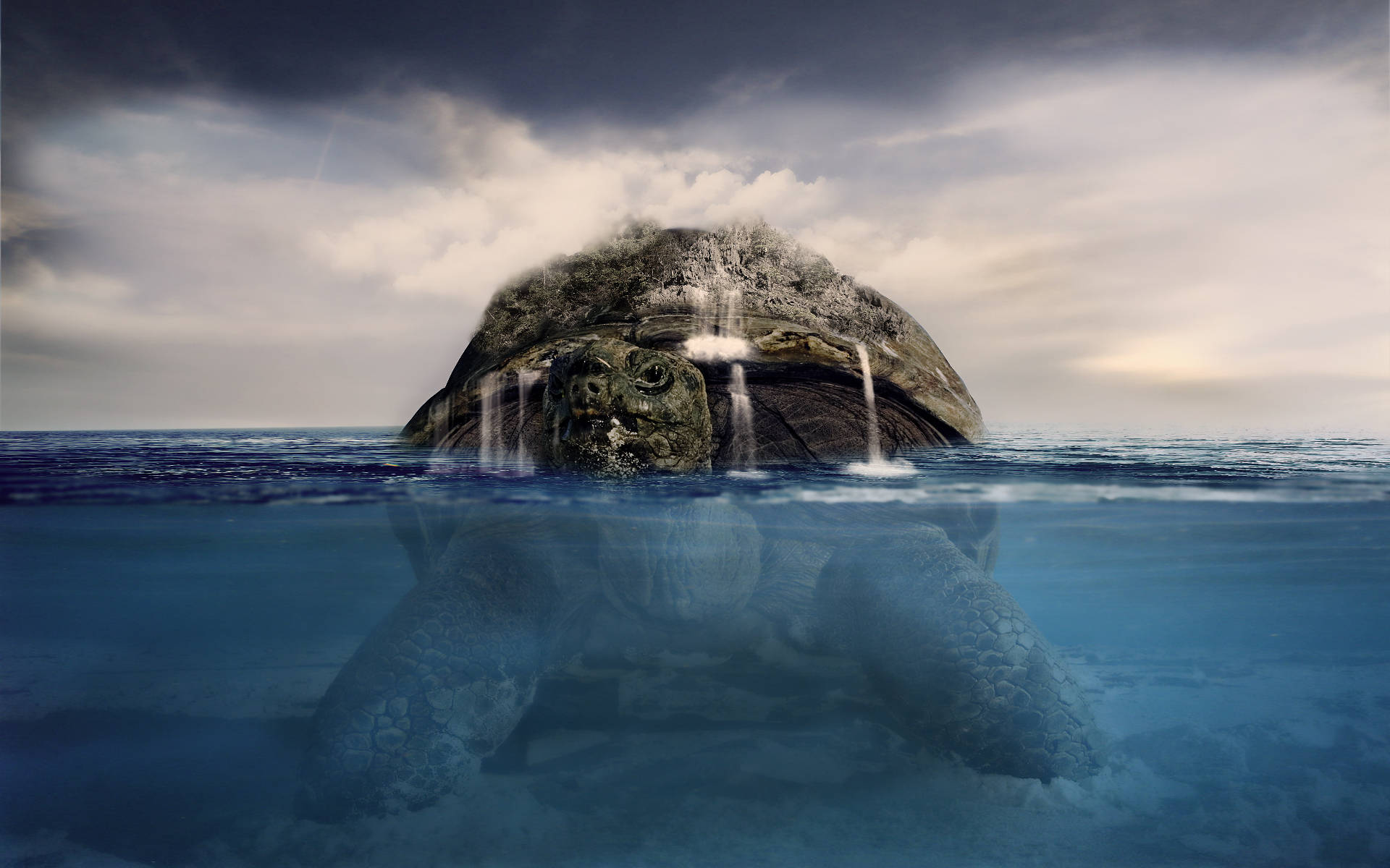 Kæmpestor sej skildpadde i havet Wallpapers