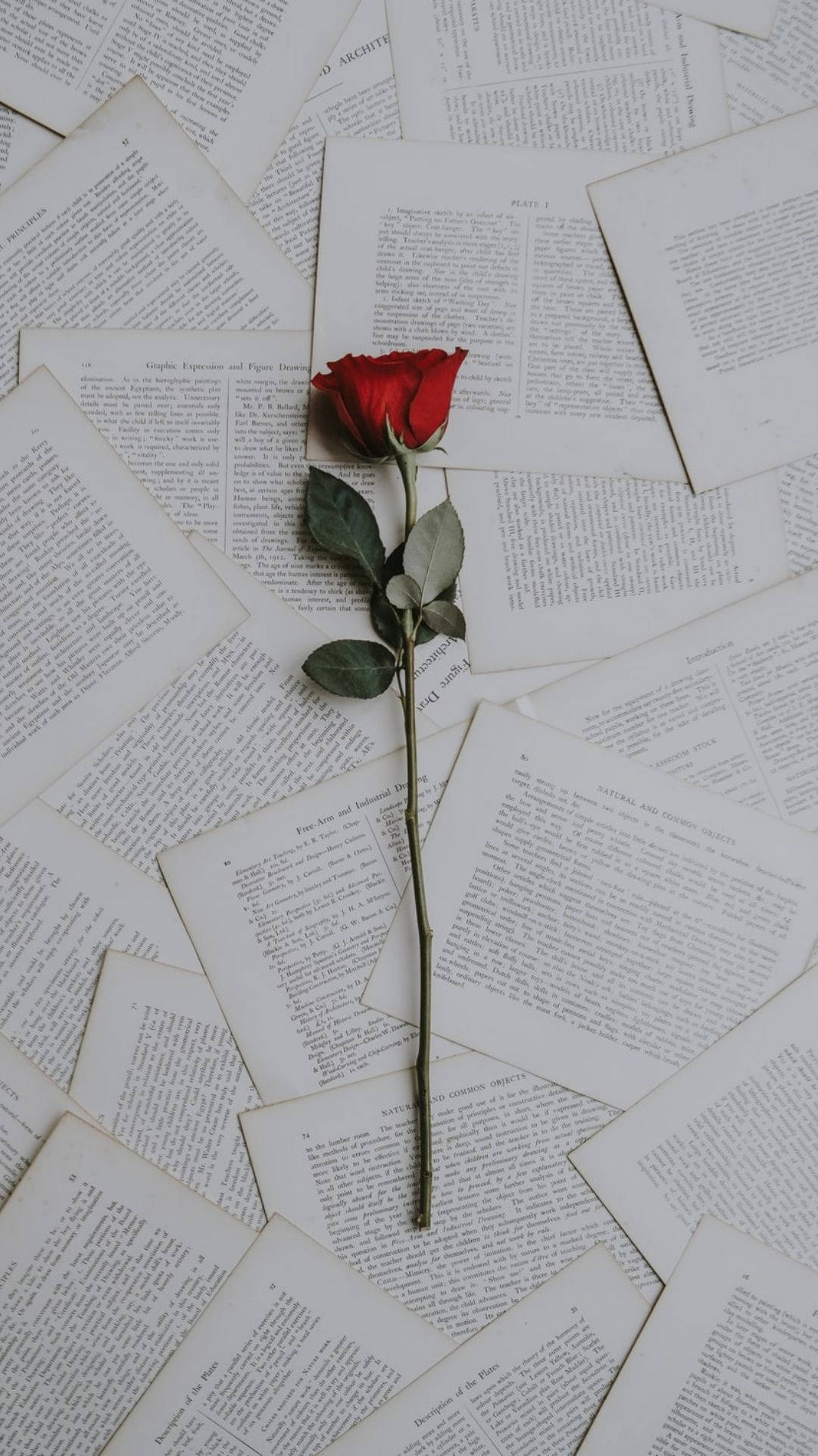 Kærlighedsæstetisk rose Wallpapers