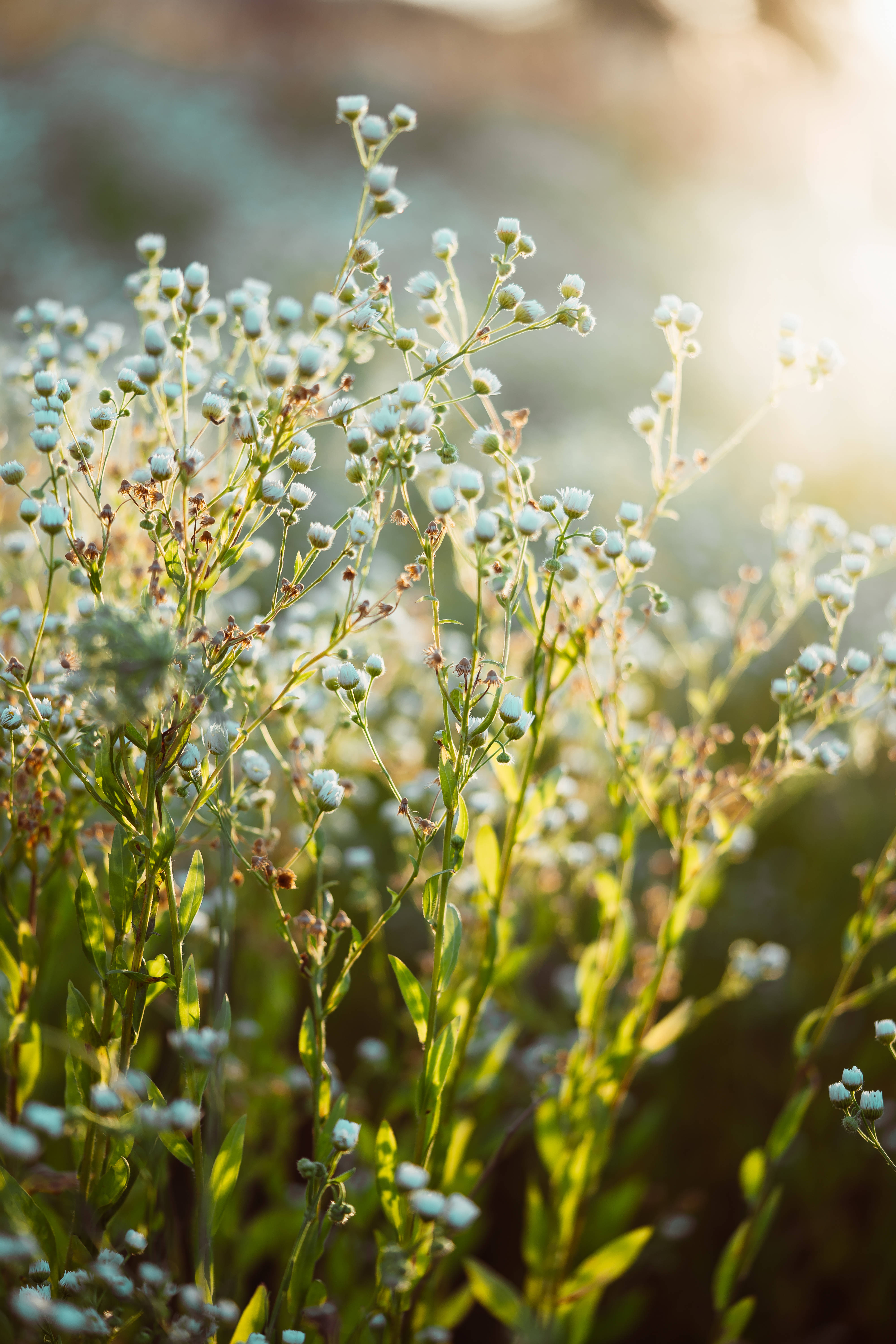 Kamille æstetisk blomst Wallpapers