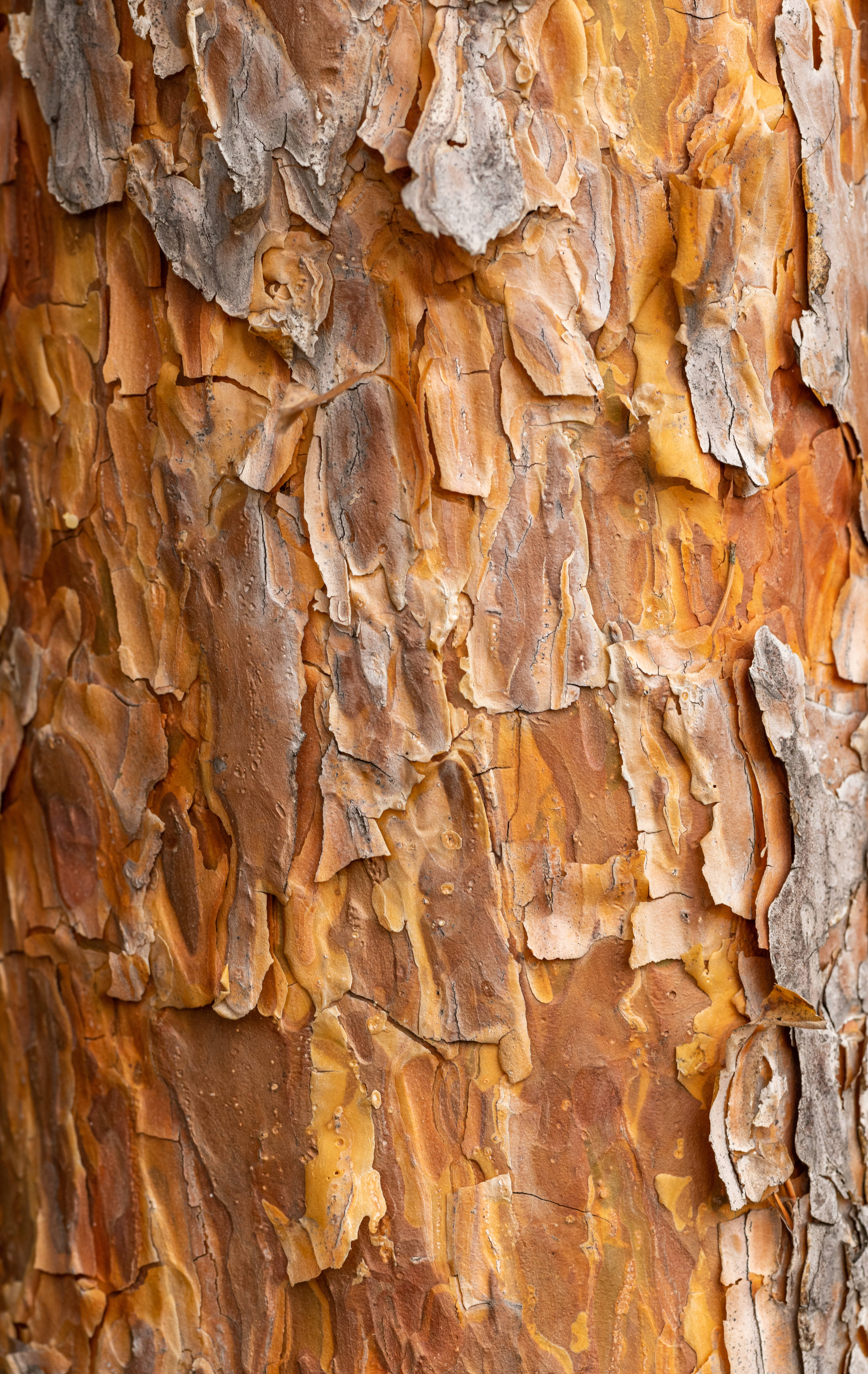 Karamelbrun Tekstureret Bark Wallpapers