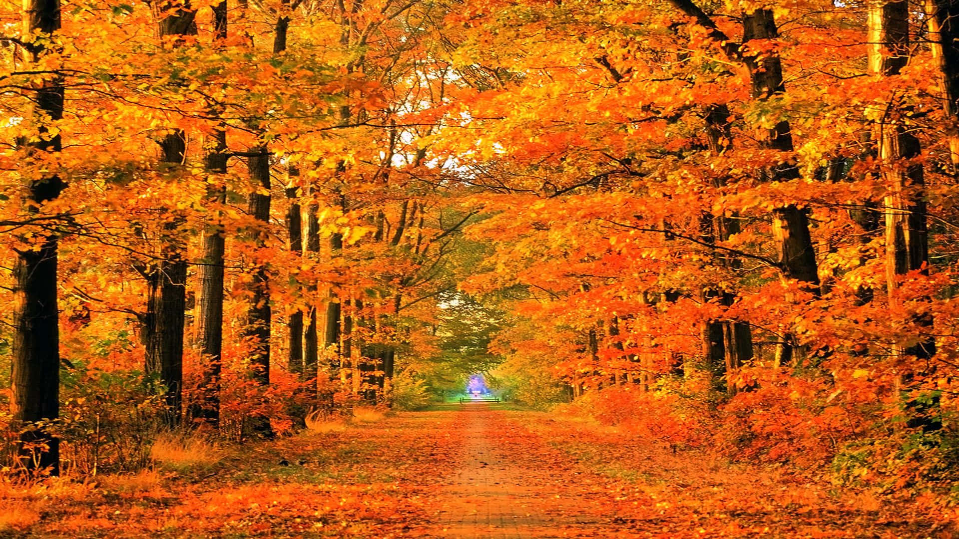 Karminrød sti med træer efterårs zoom-baggrund Wallpapers