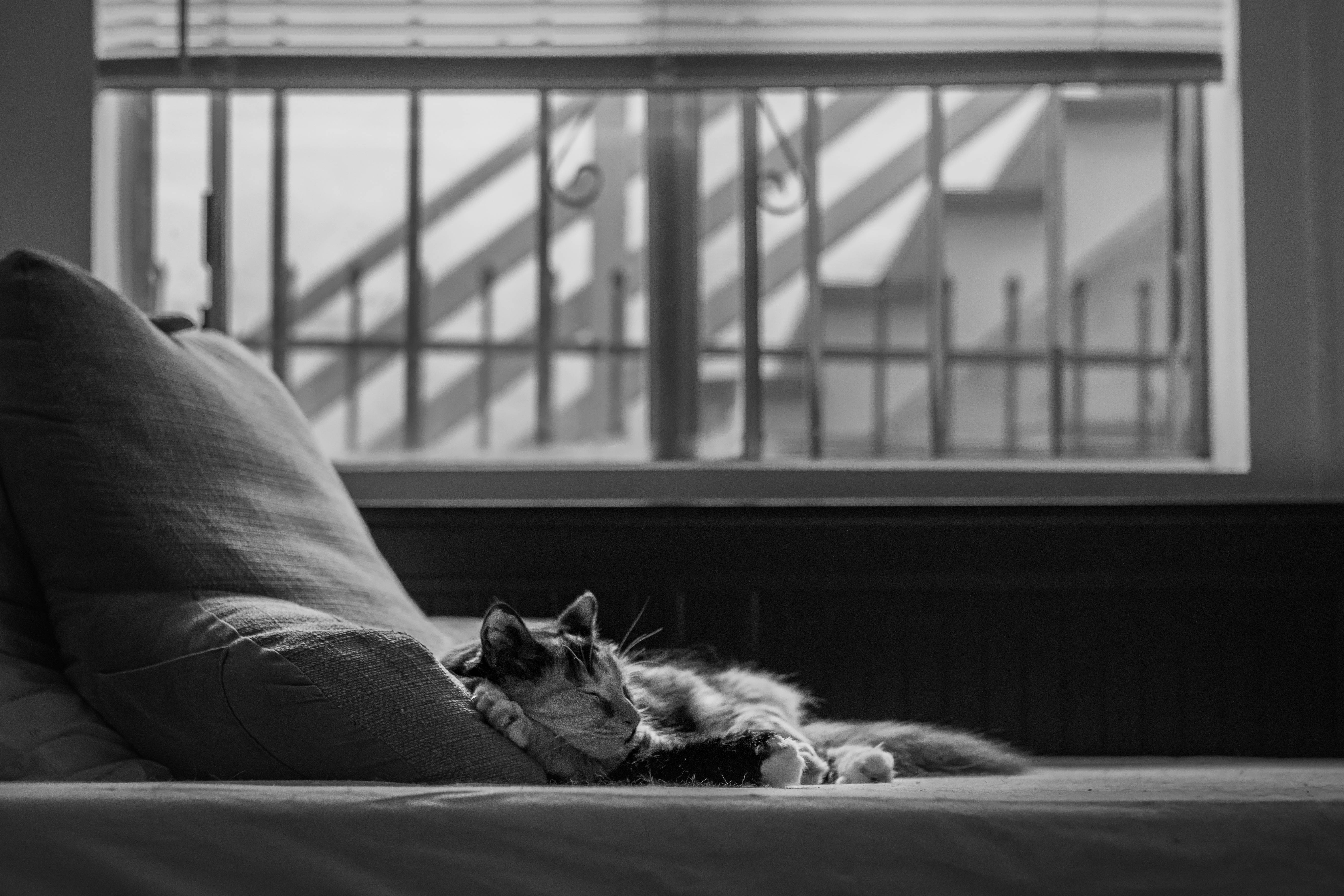 Kat i seng med æstetisk stil Wallpapers