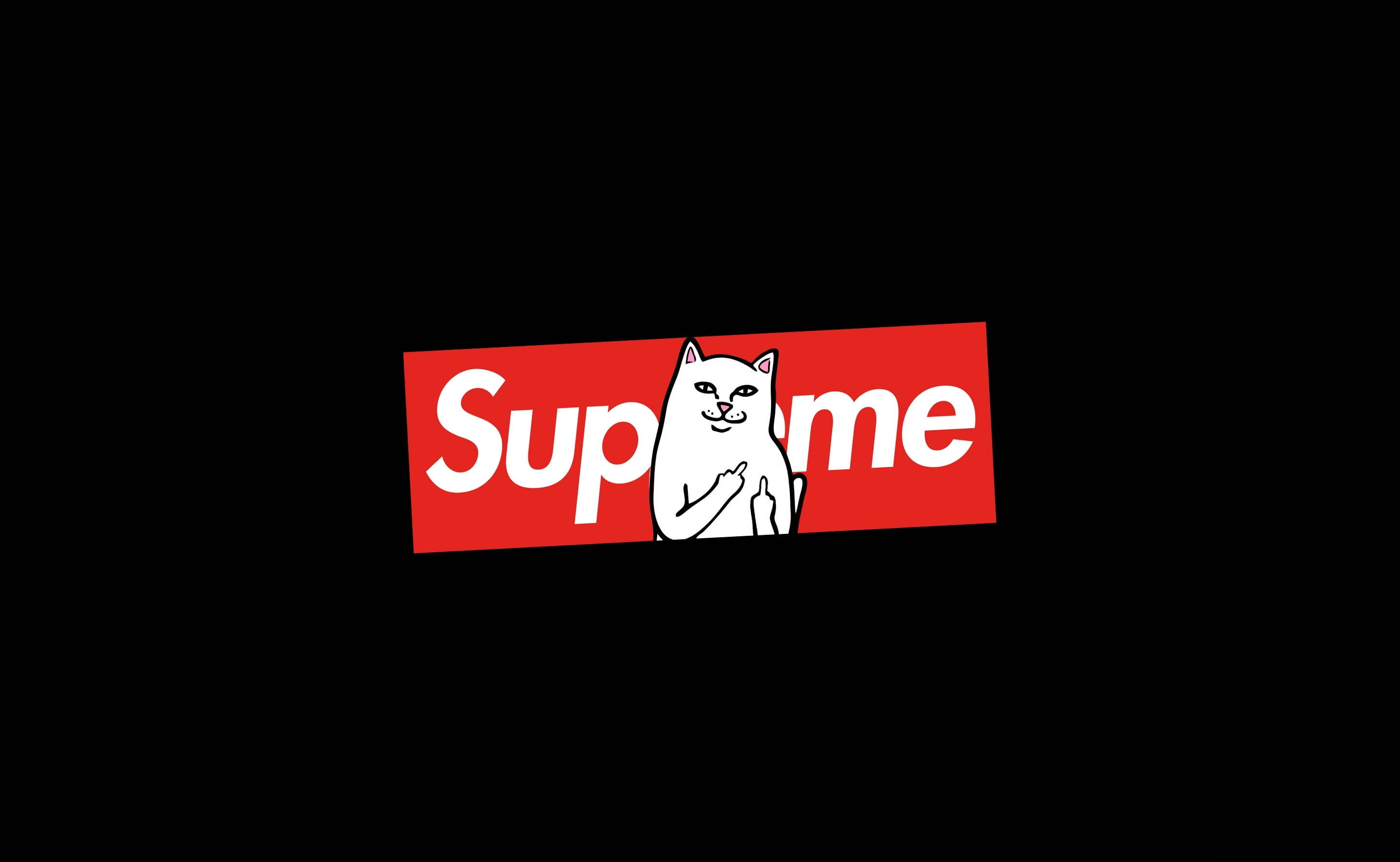 Kat sidder på Supreme bærbar Wallpapers