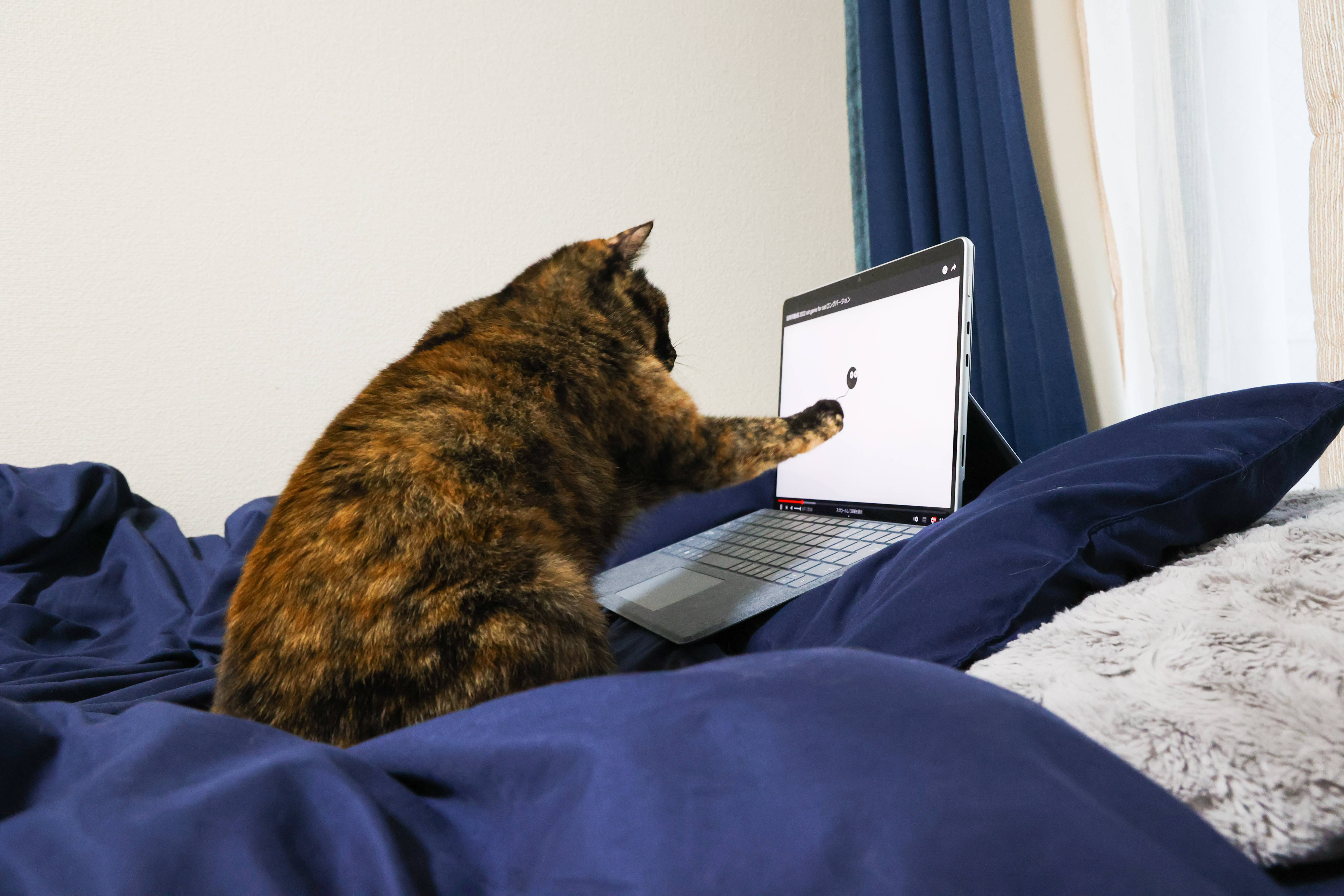 Kat ved computer i seng Wallpapers