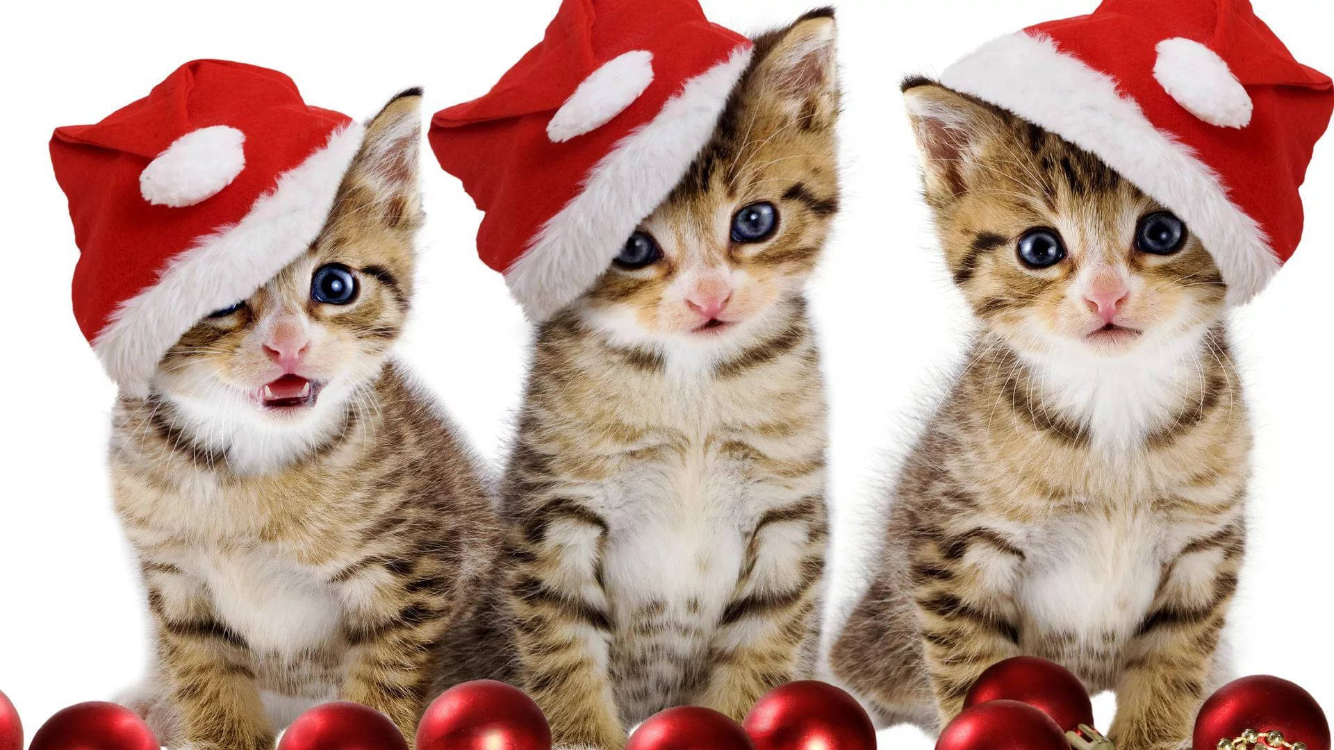 Katte med julemandshue sjov jul Wallpapers