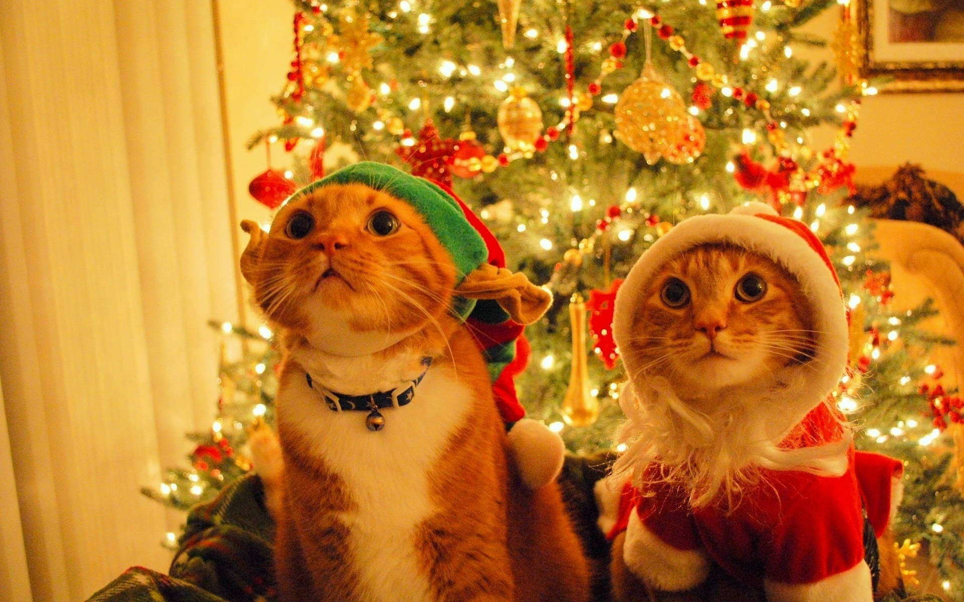 Katte med julemandshue sjov jul Wallpapers