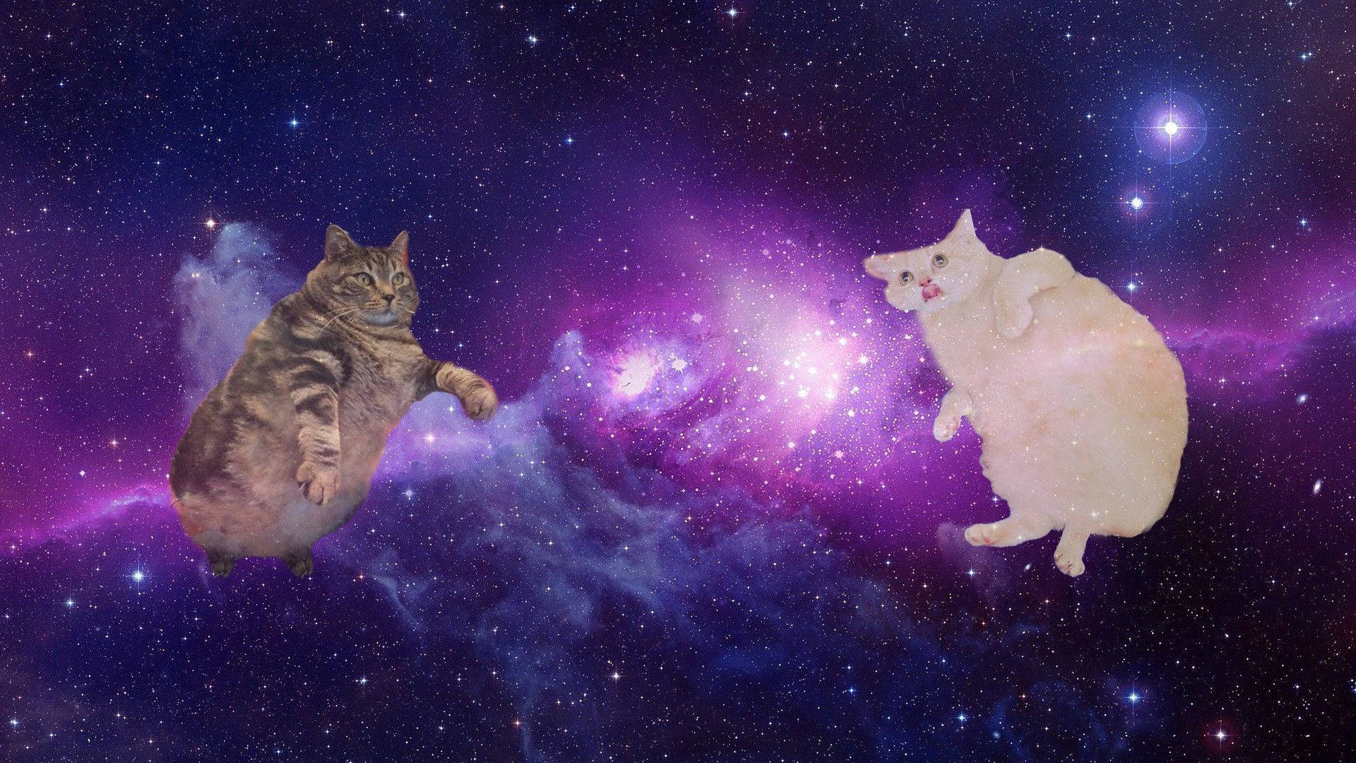Kattecomputer i rummet Wallpapers