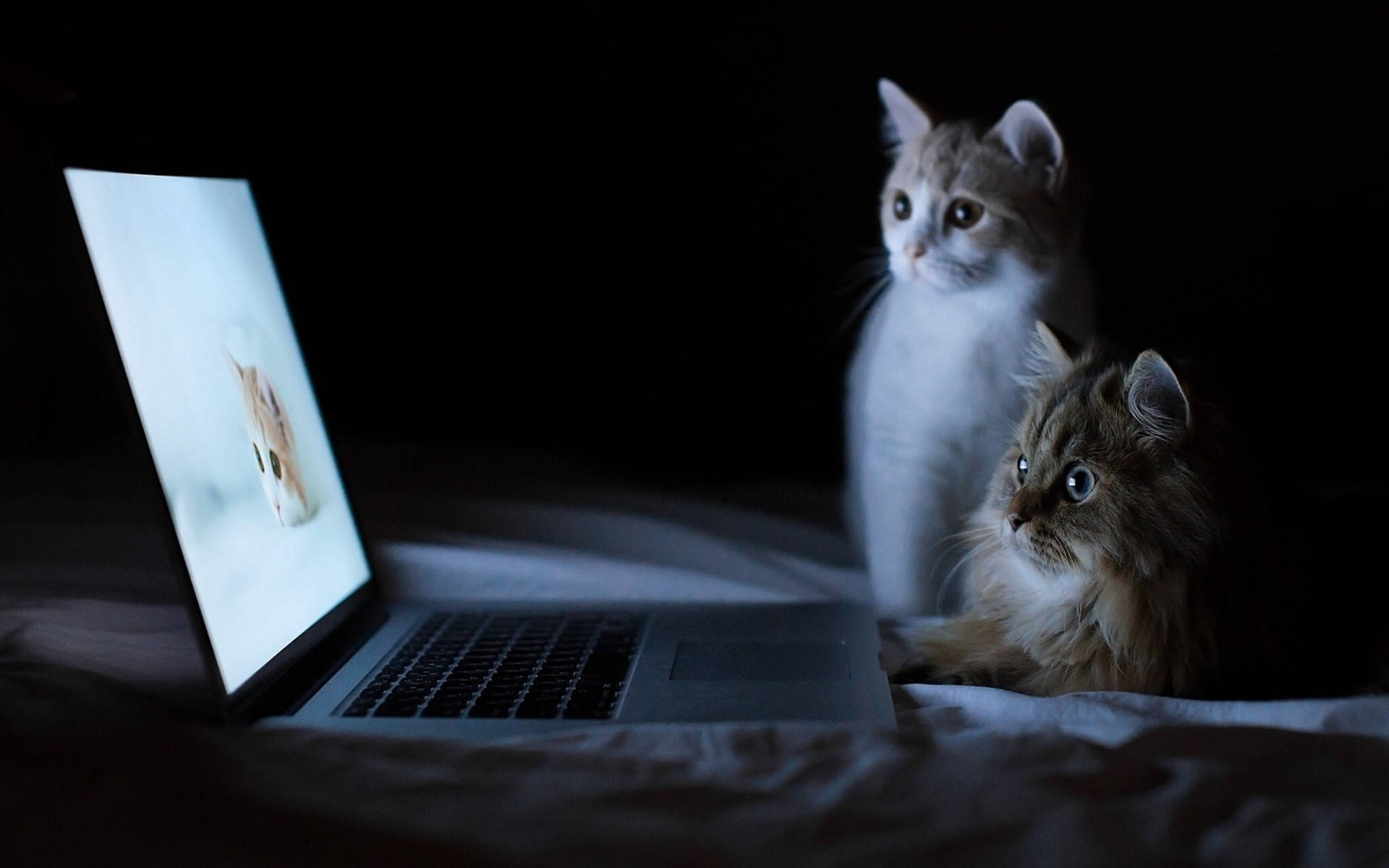 Kattecomputer kigger Wallpapers