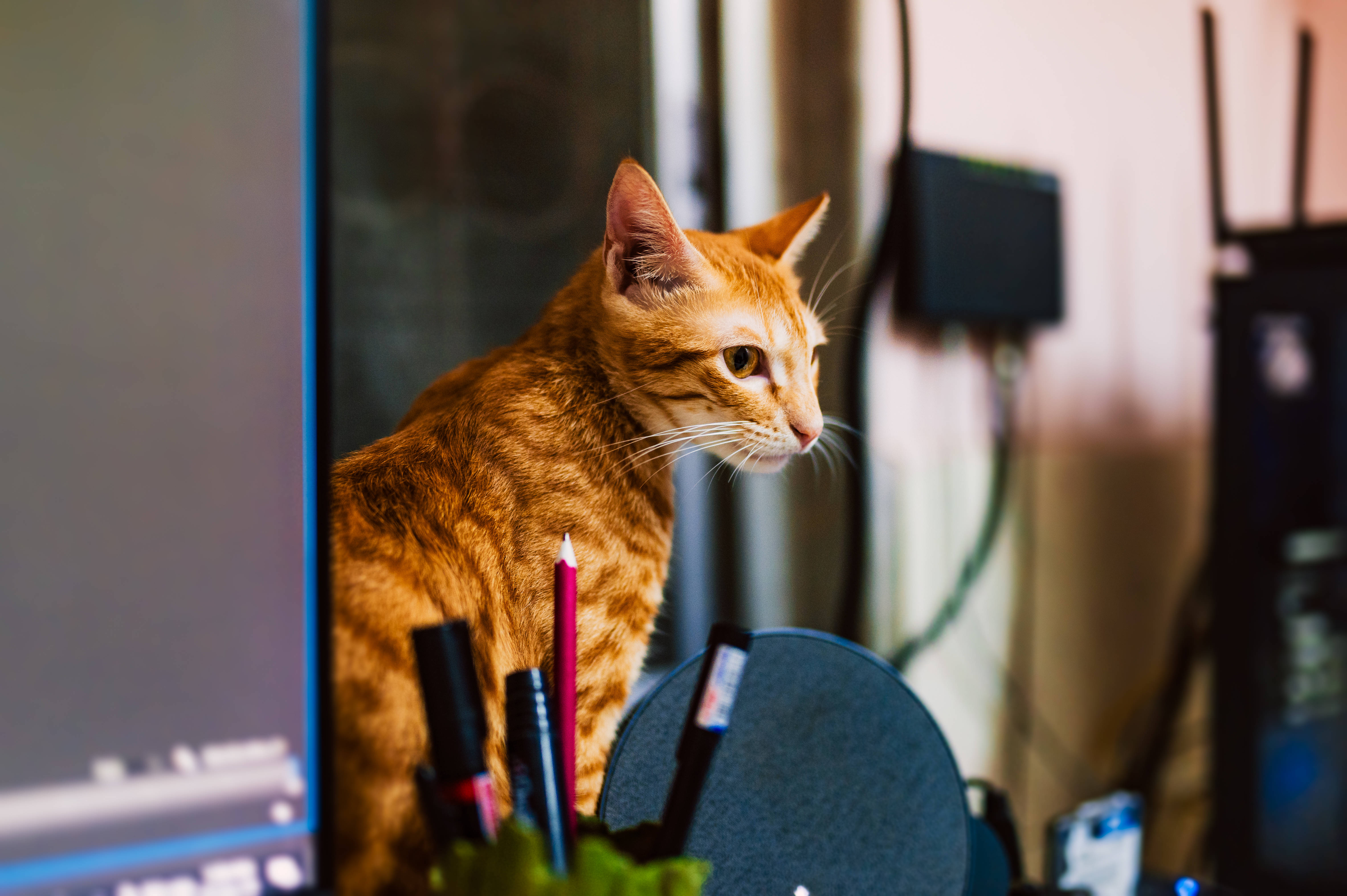 Kattedyr Computer Rød Tabby Wallpapers