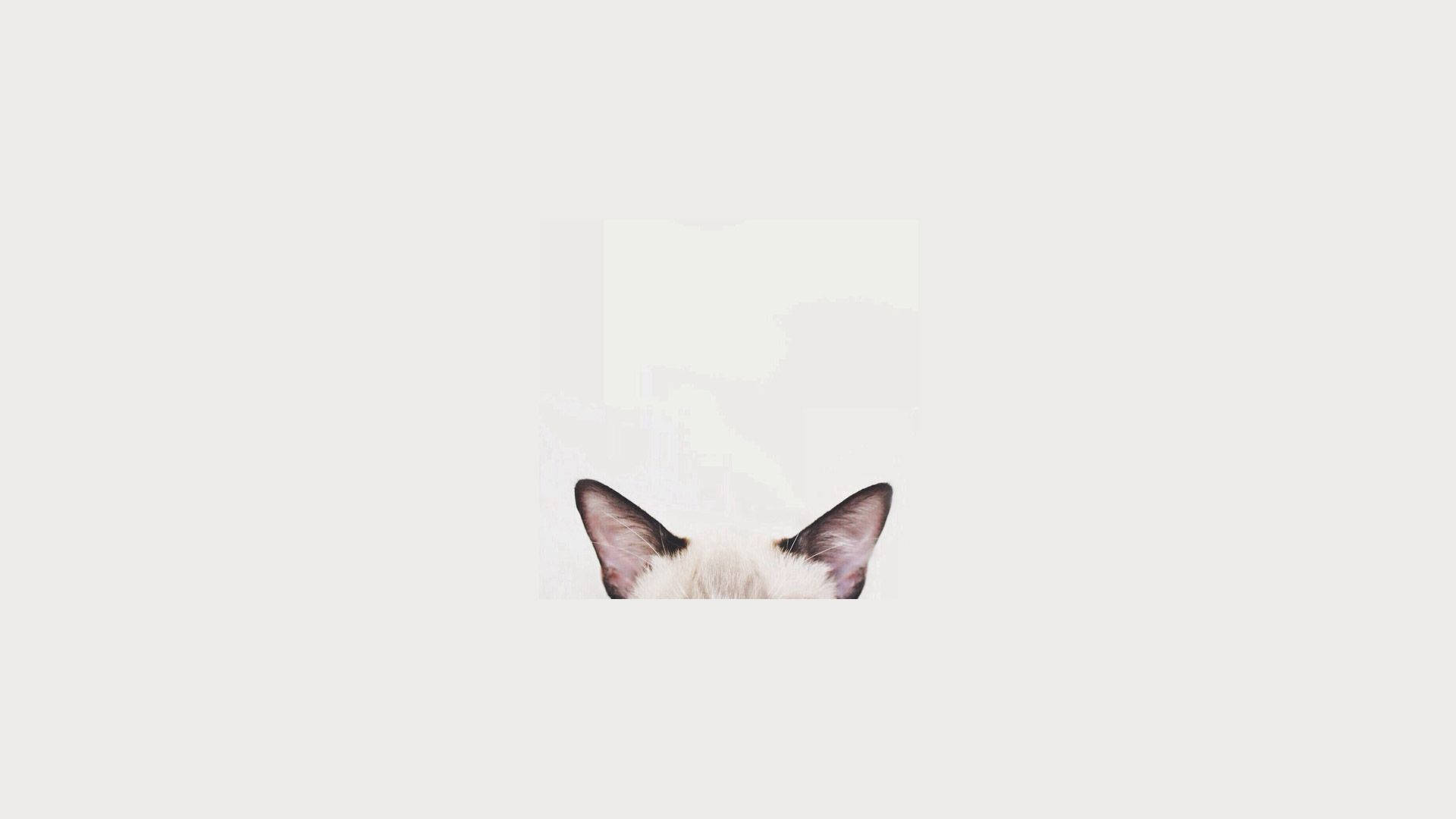 Kattehoved minimalistisk æstetisk bærbar Wallpapers