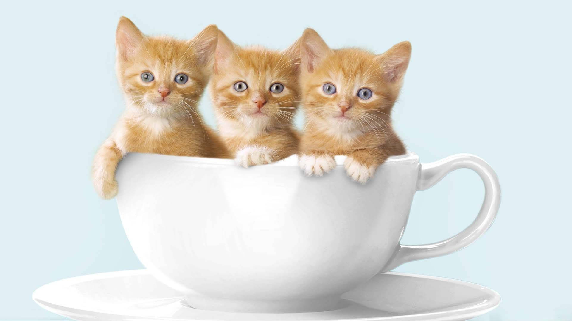 Katten putter sig hyggeligt i en kaffekop Wallpapers