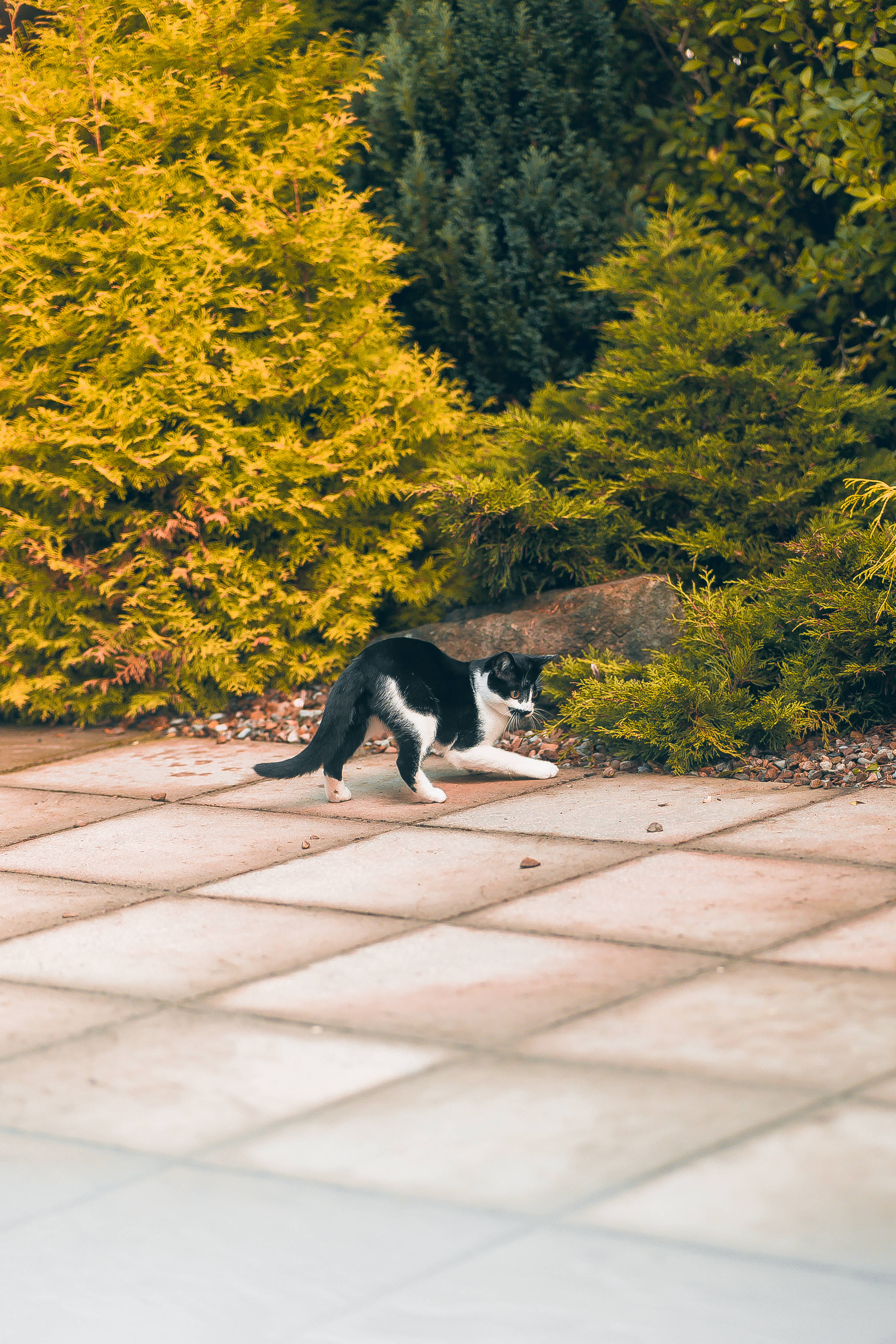 Kawaii kat på spring Wallpapers