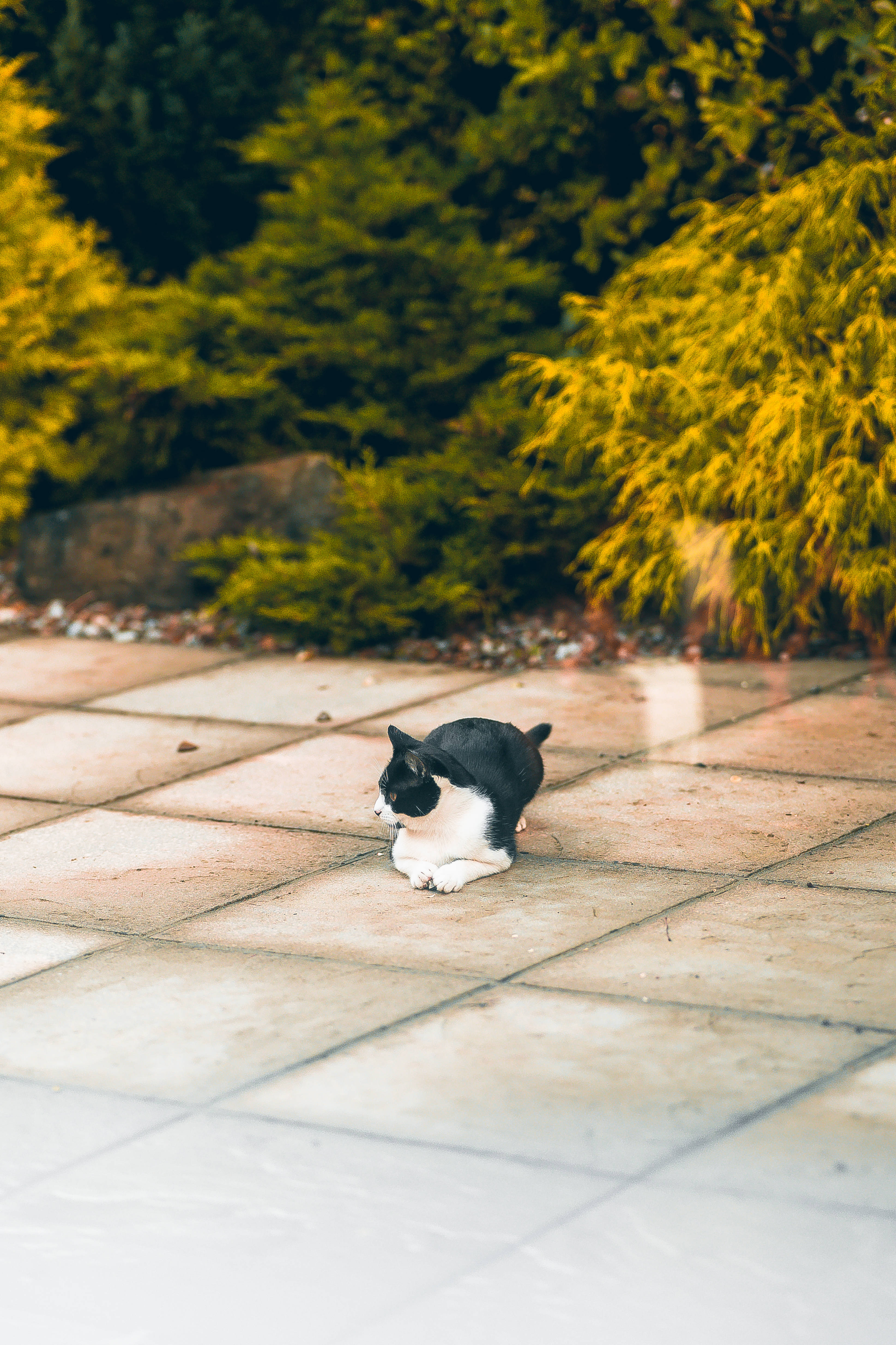 Kawaii kat sidder på jorden Wallpapers