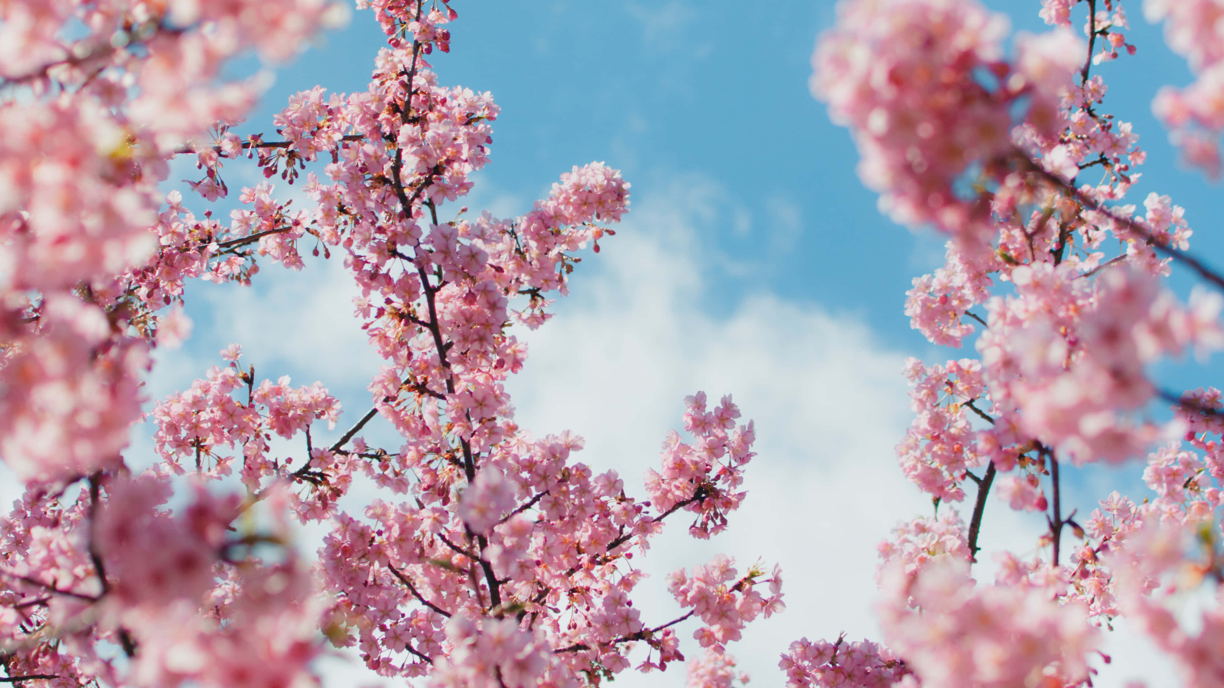 Kirsebærblomst Baggrund Wallpapers