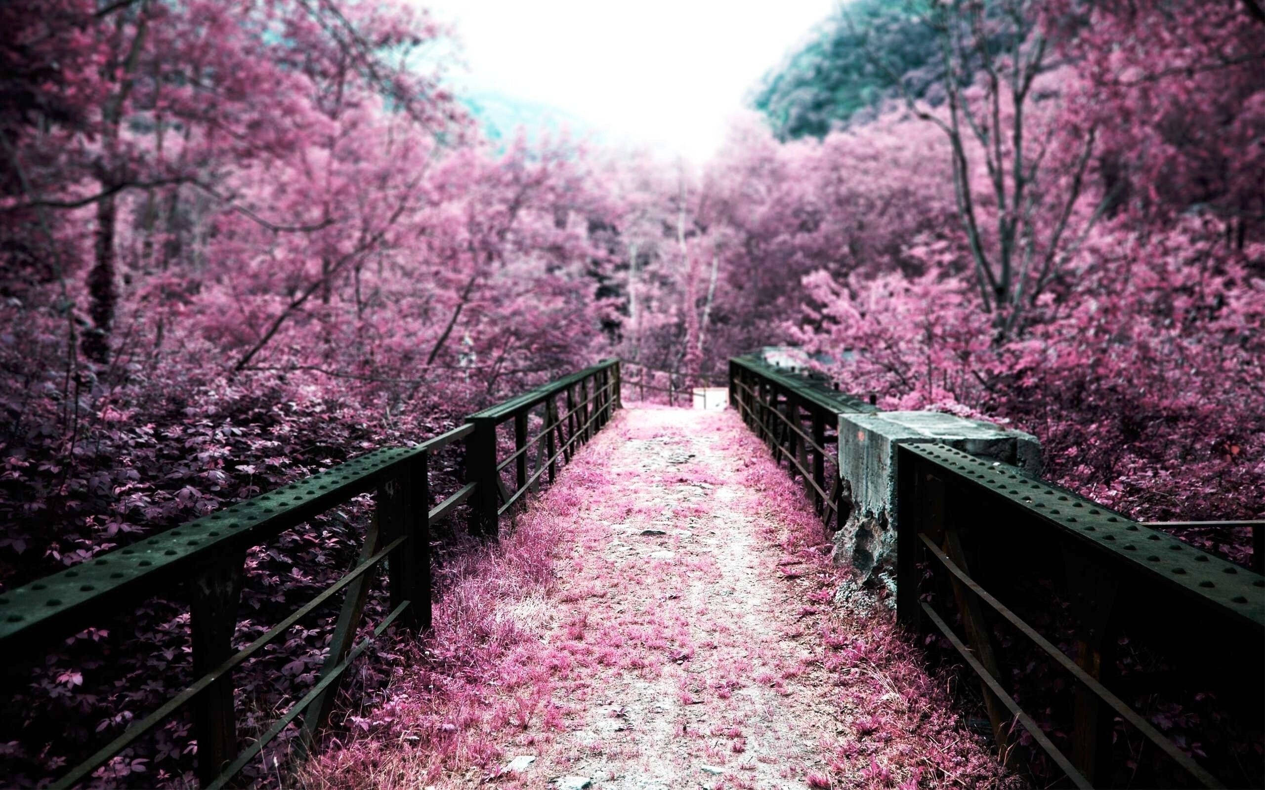 Kirsebærblomst og Bro Wallpapers