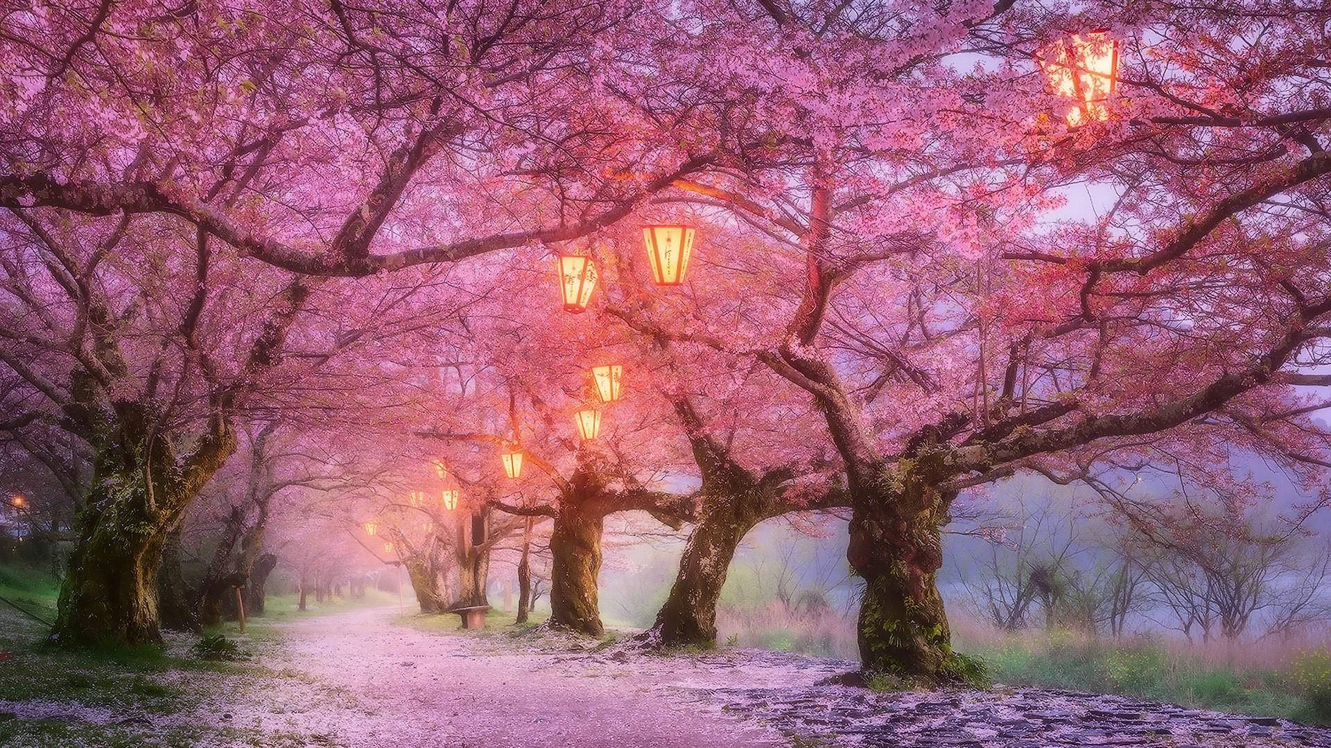 Kirsebærblomst og lamper Wallpapers