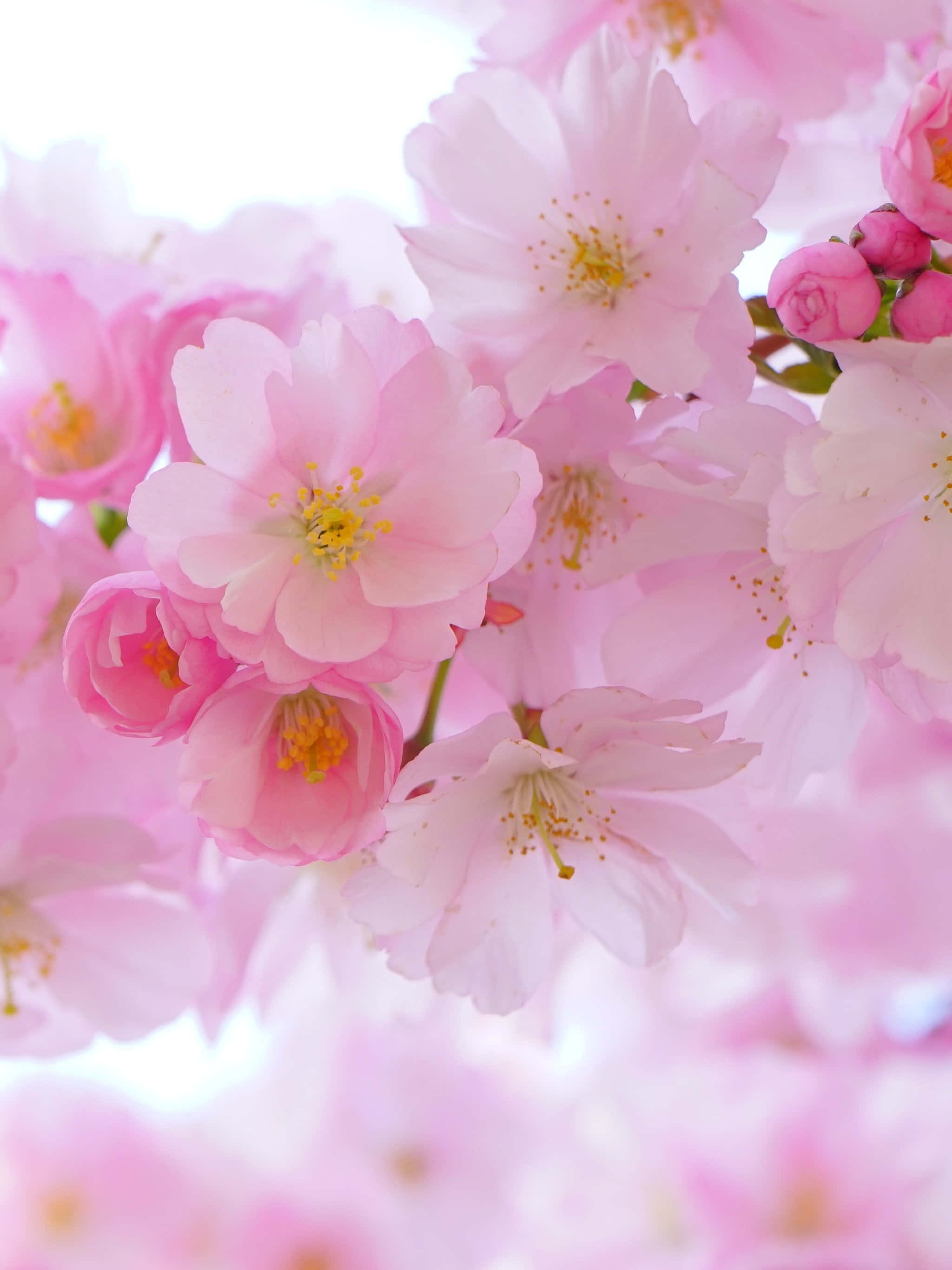 Kirsebærblomst baggrund Wallpapers