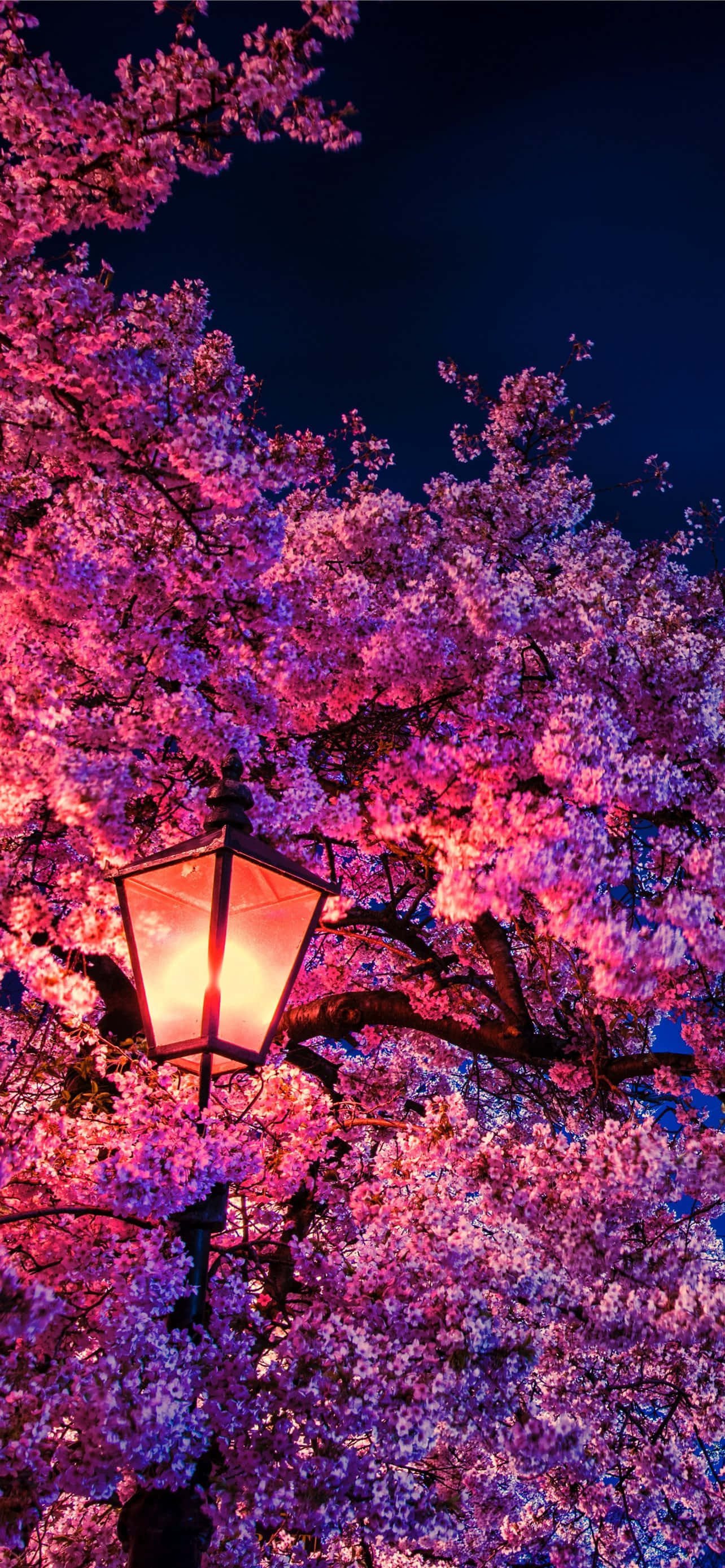 Kirsebærblomst Baggrund Wallpapers