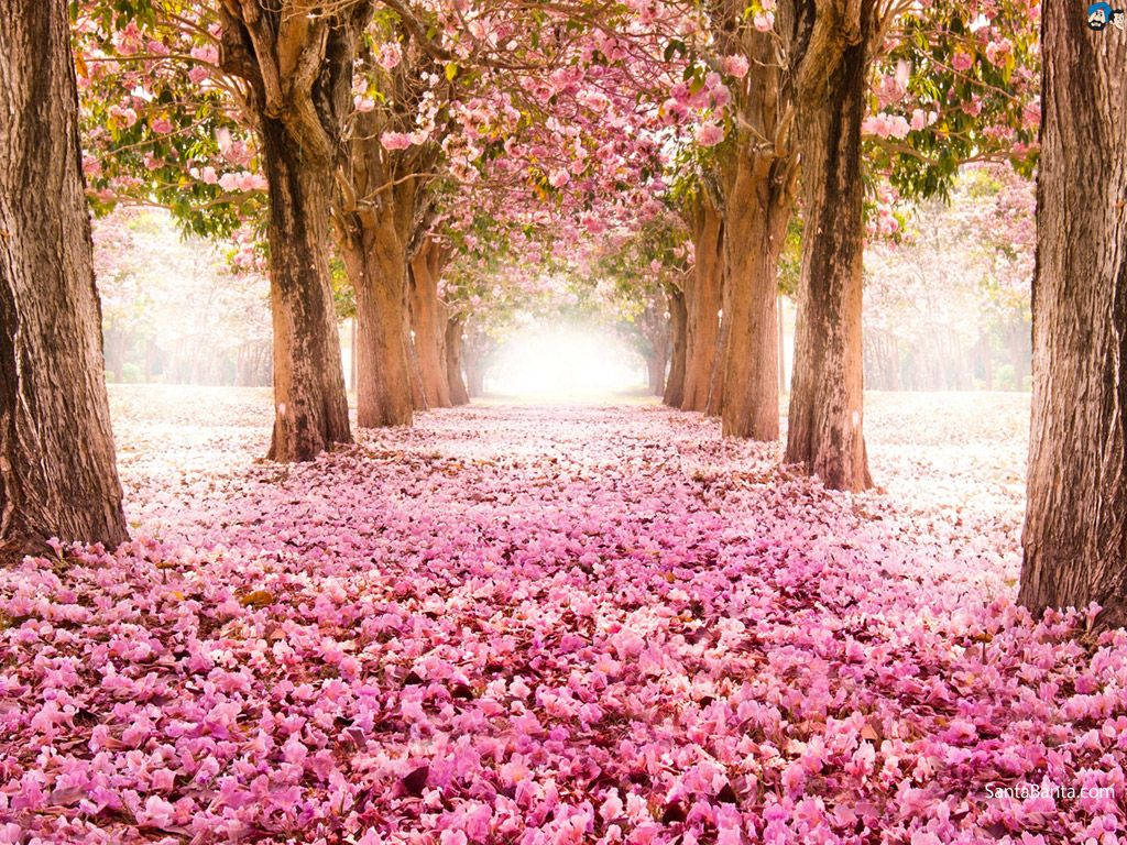 Kirsebærblomstdækket jord Wallpapers