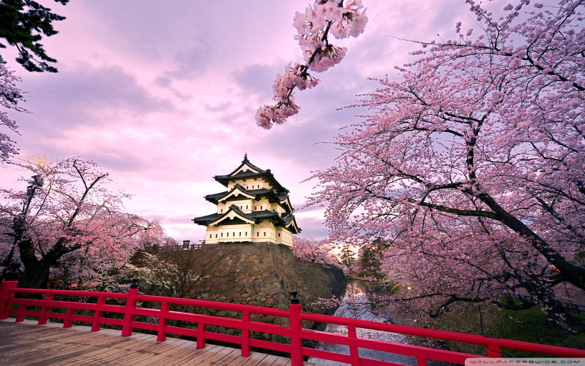 Kirsebærblomster Og Japansk Slot Wallpapers