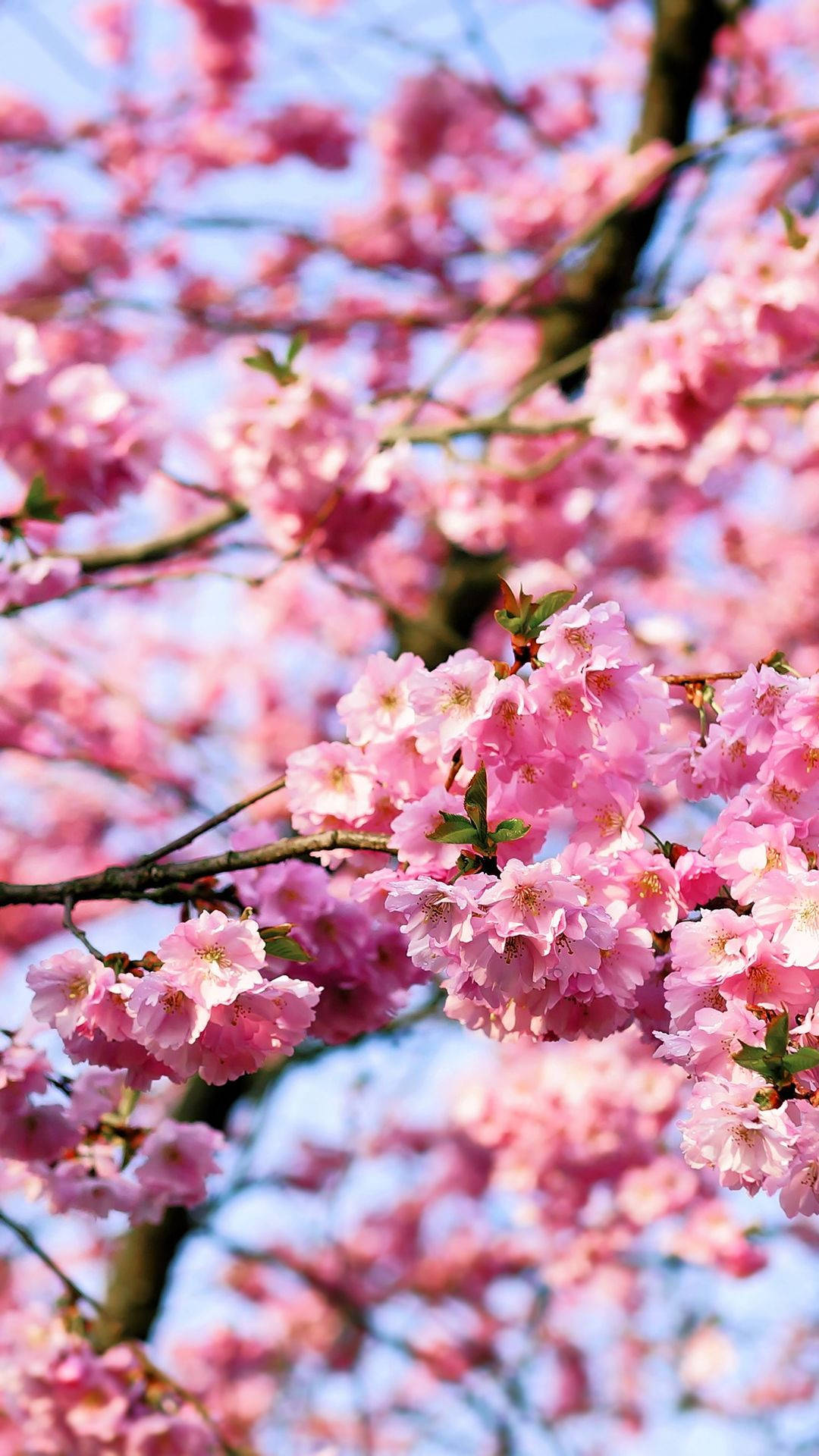 Kirsebærblomsterknipper Wallpapers