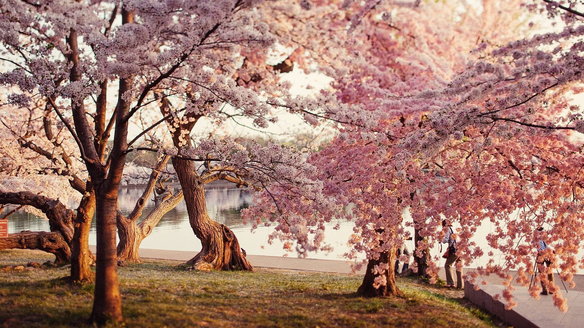 Kirsebærblomstpark Wallpapers
