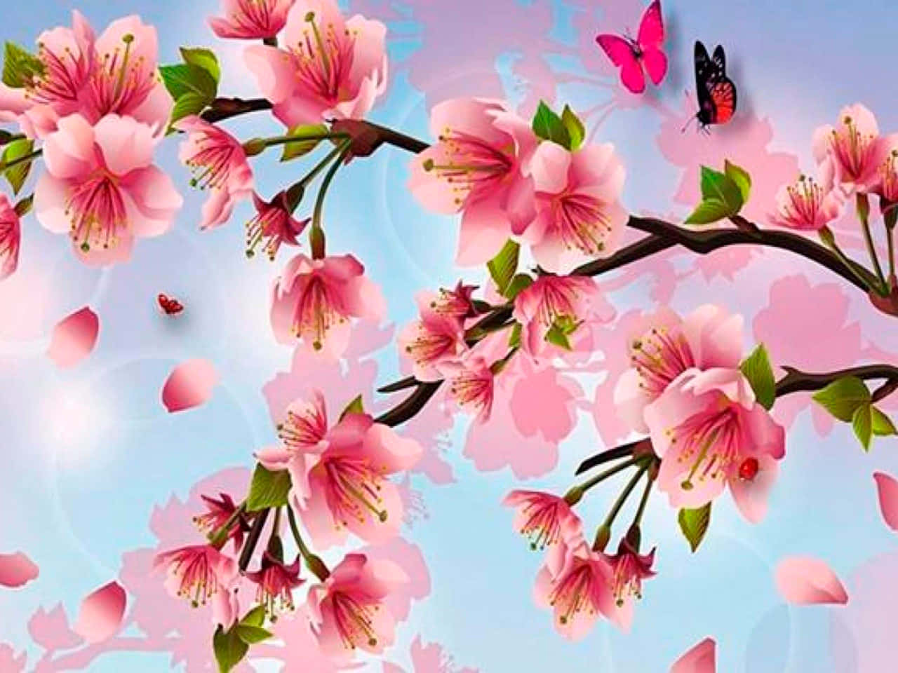 Kirsebærblomst baggrund Wallpapers