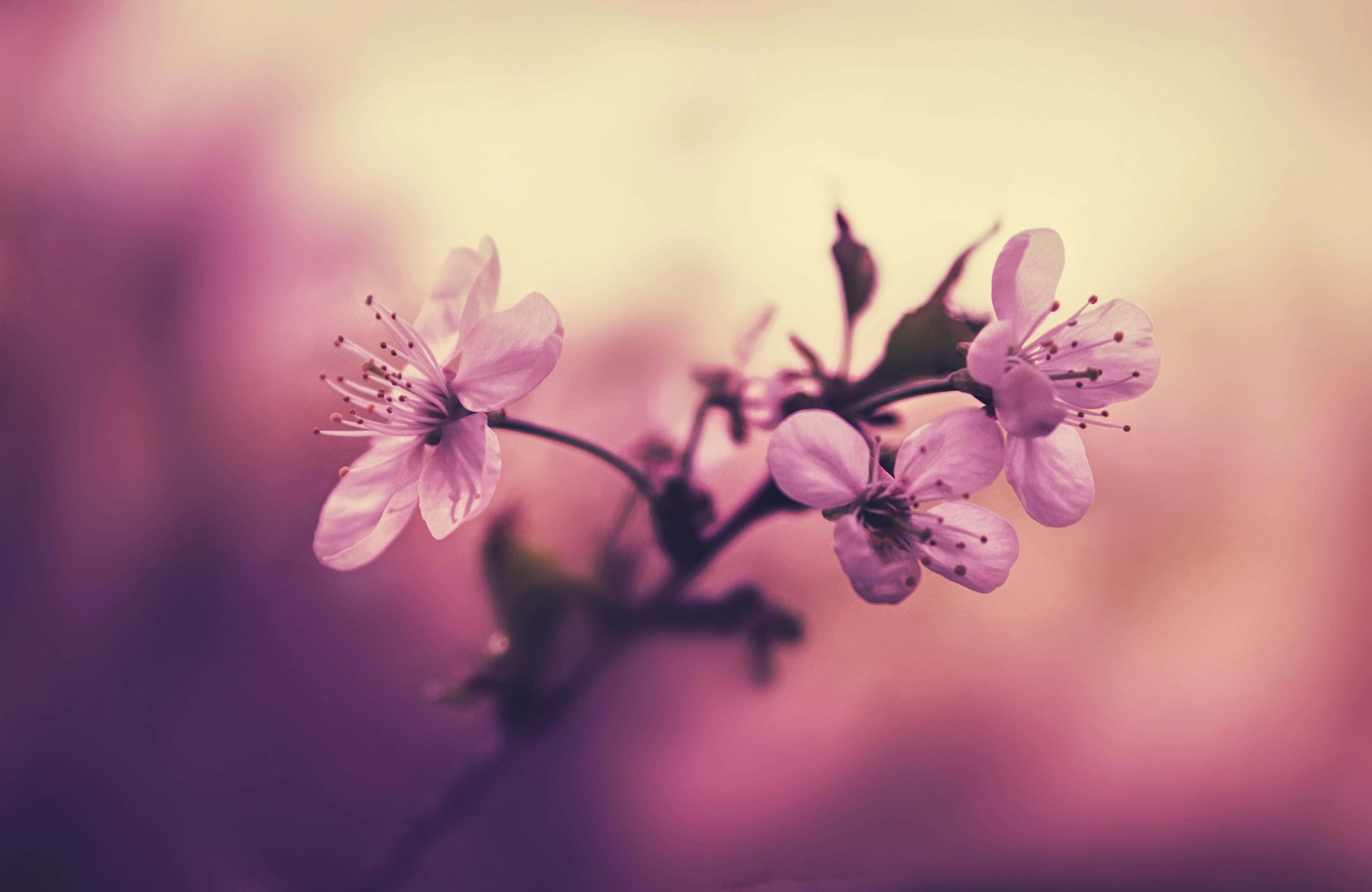 Kirsebærblomst Baggrund Wallpapers